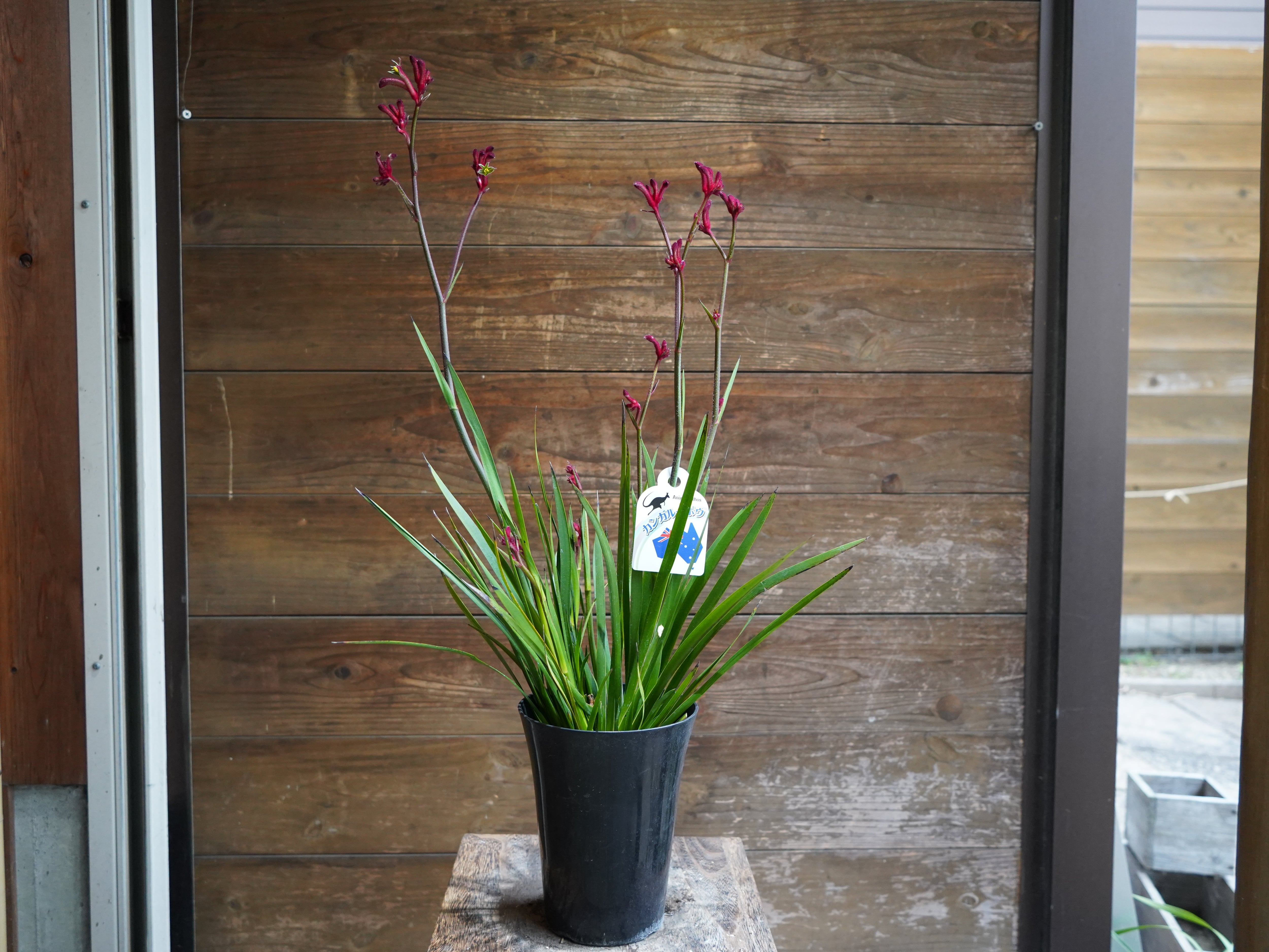 【現物】カンガルーポー（レッド）