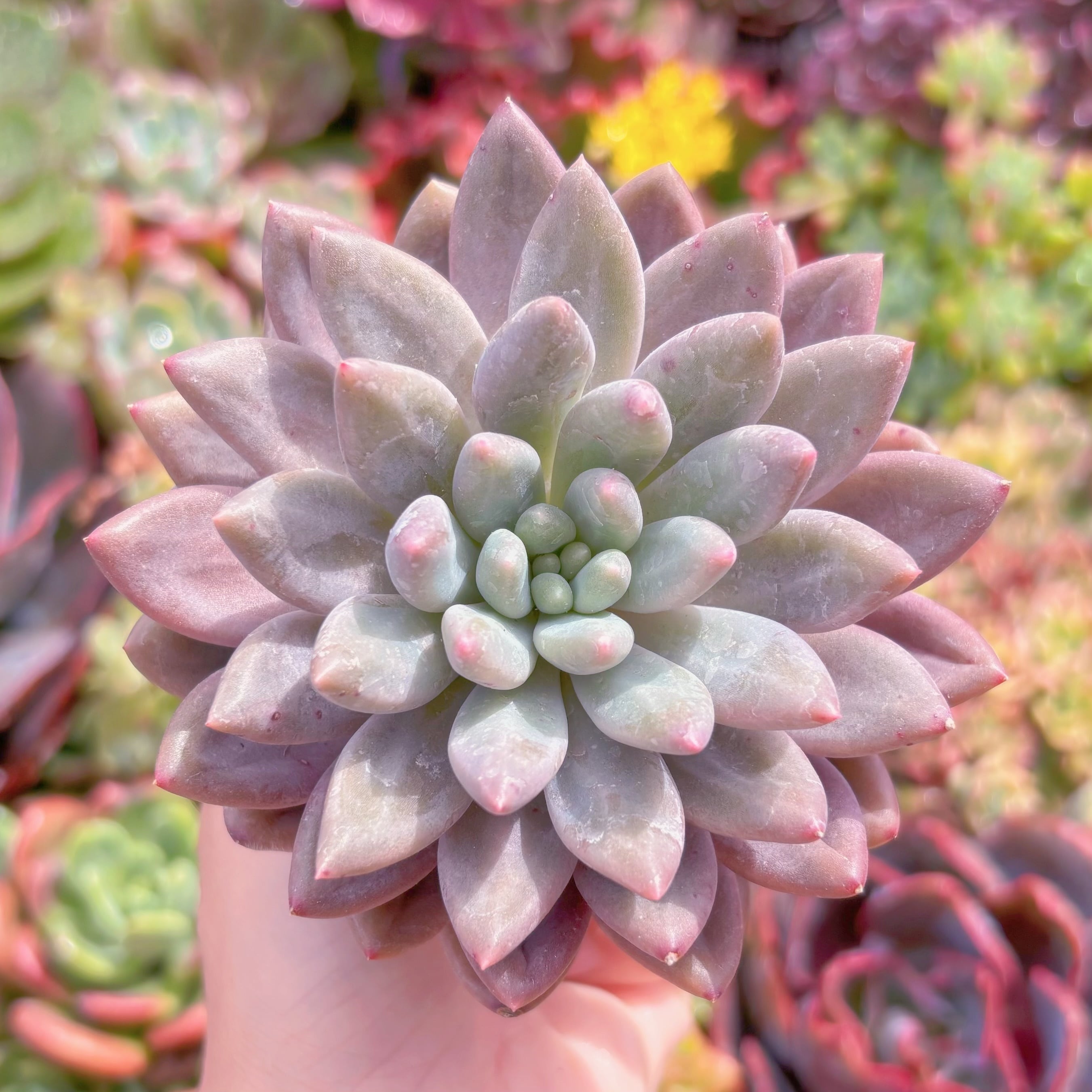 現品　水晶#M251　るる農園