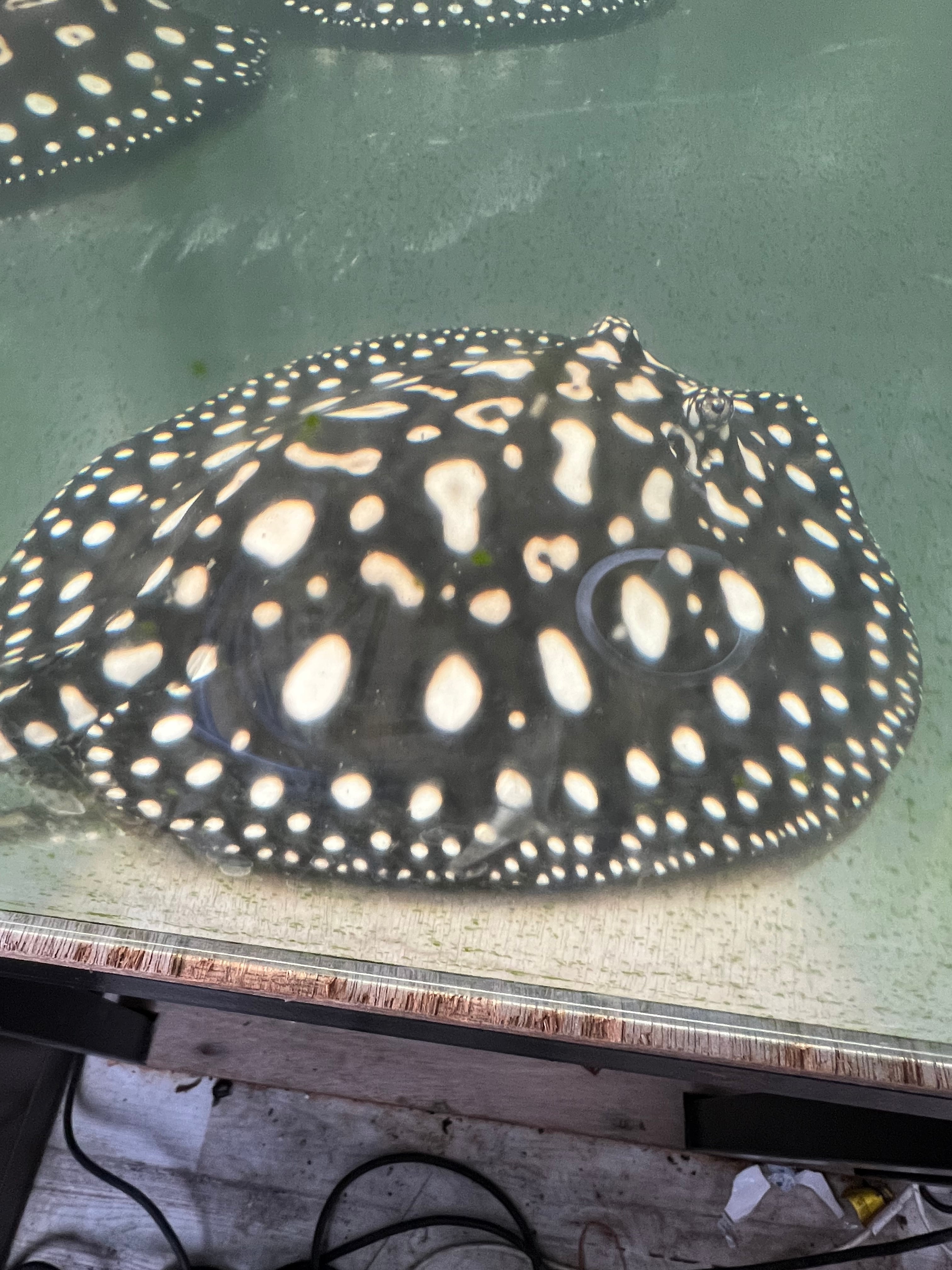 アグラオネマピクタム 柳緑花紅 | 鉑めだか