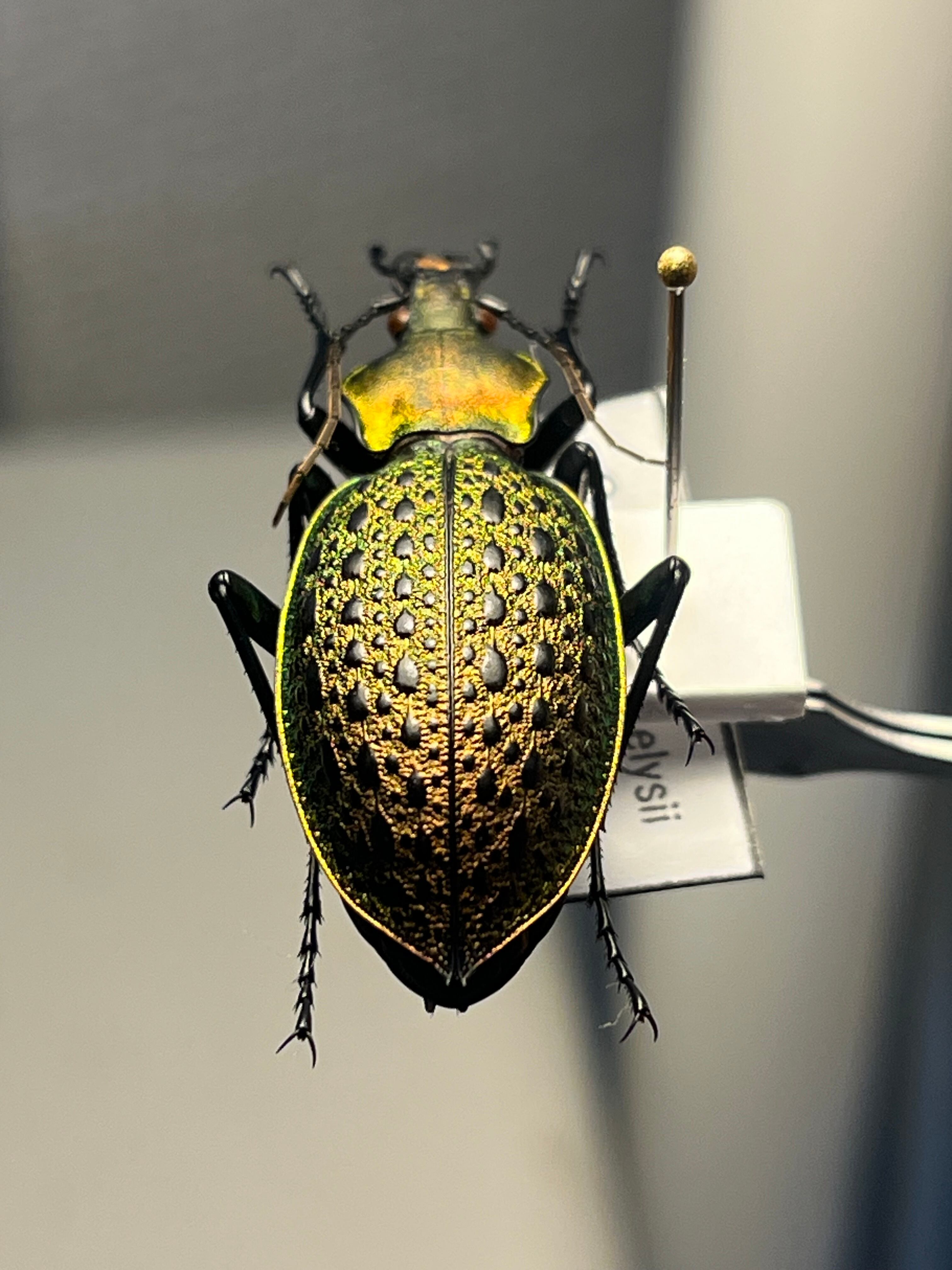 38mm】アロウトゲオサムシ エリスカブリモドキ オサムシ標本 オサムシ