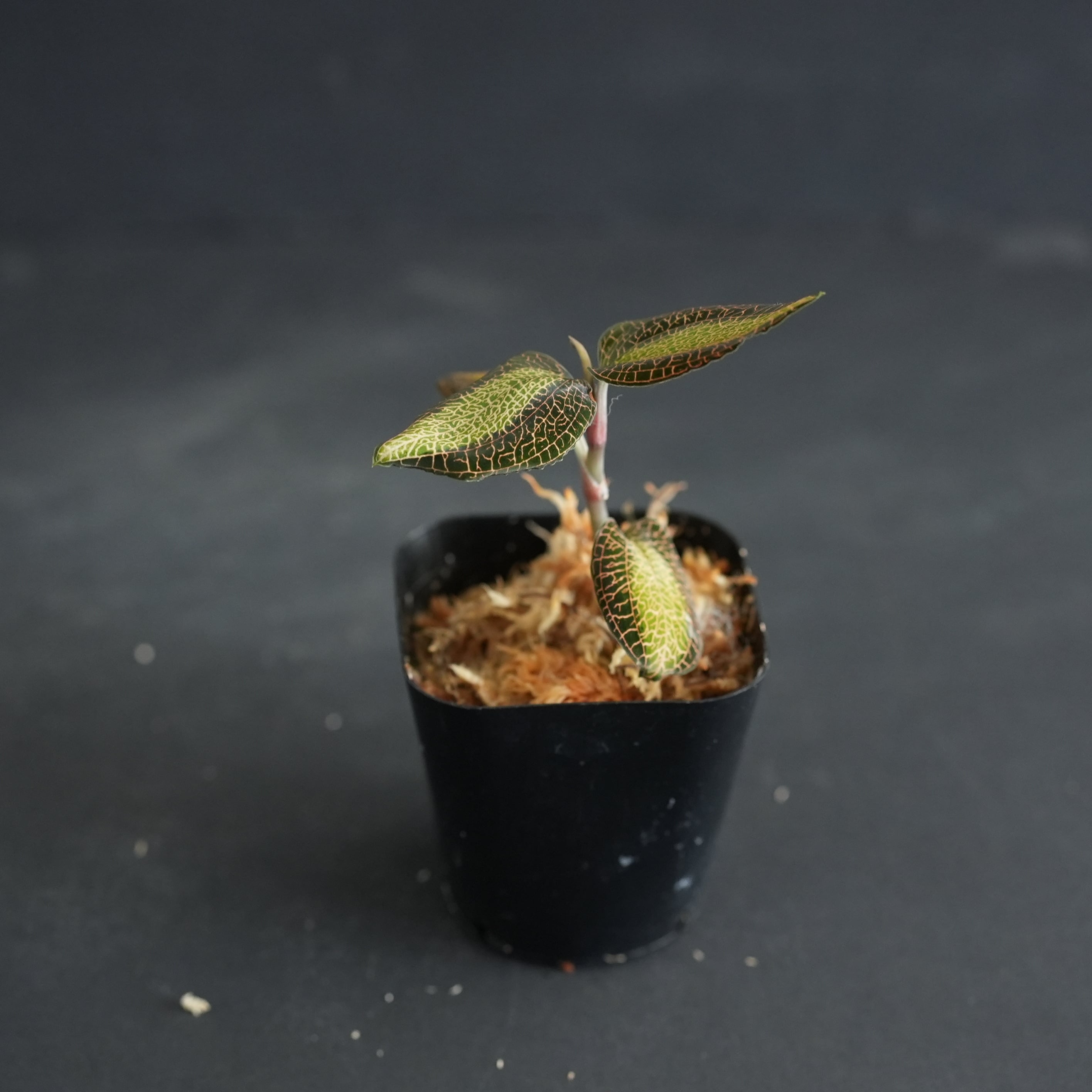 ◇現品◇Anoectochilus roxburghii 'Sunlight' 【ジュエルオーキッド