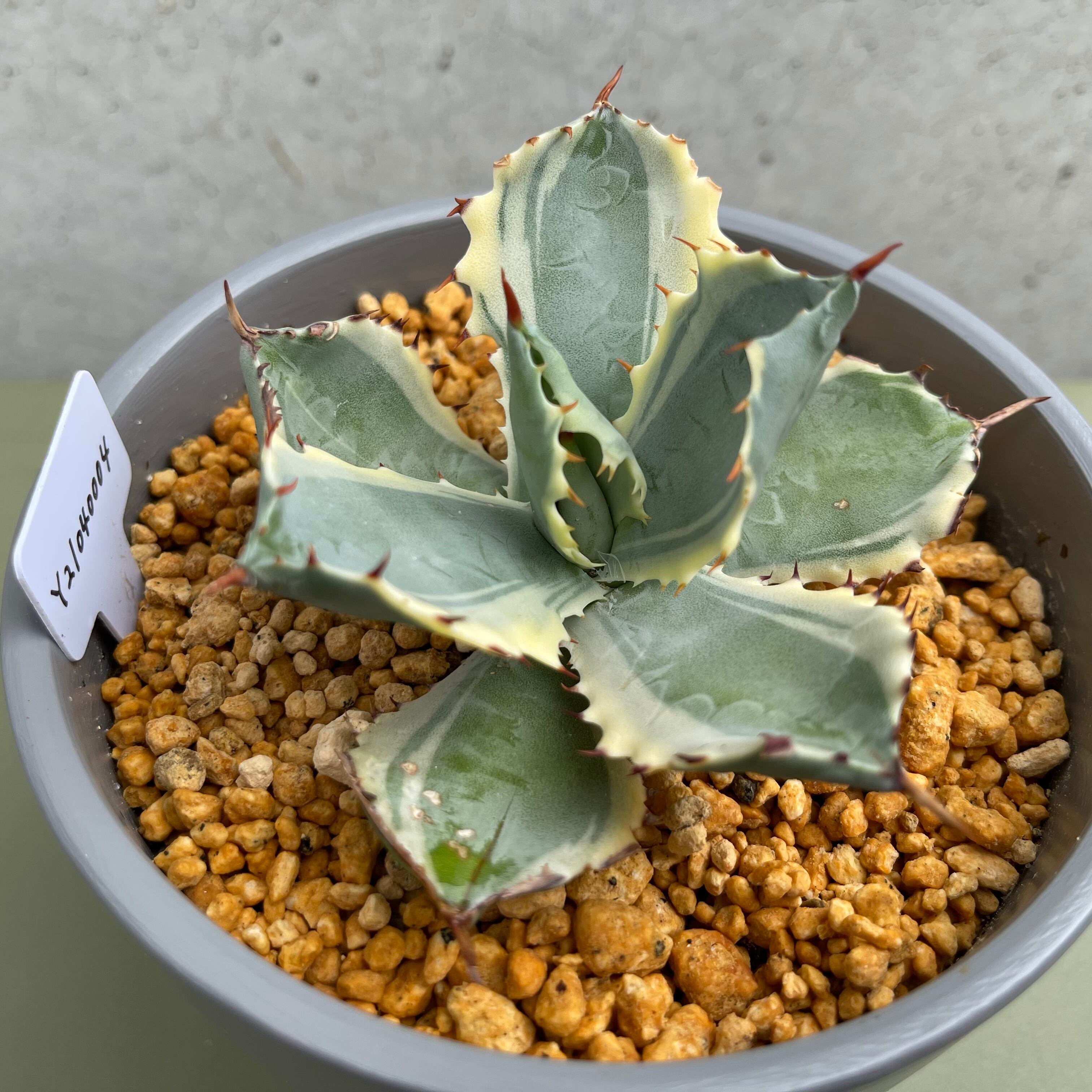 観葉植物　　アガベ　屈原の舞扇 Agave 'Kutsugen no Maiougi' 屈原の舞扇 アガベ 多肉植物 | plants