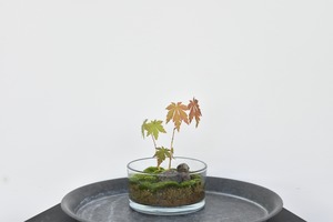 【父の日キャンペーン送料無料中】父の日、ギフトにおすすめ　苔テラリウム ミニ盆栽 紅葉