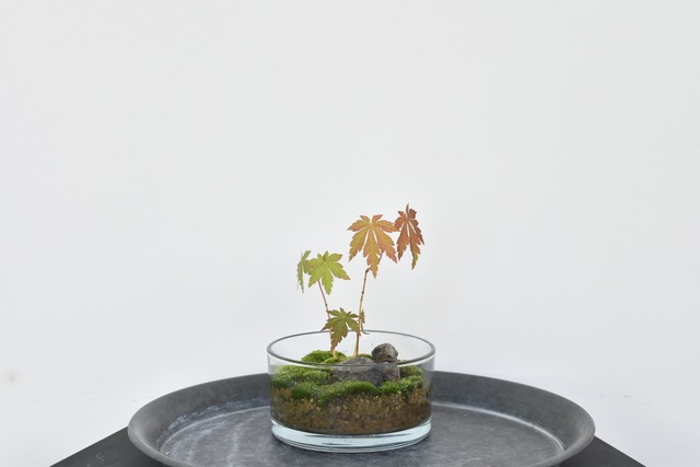 【父の日キャンペーン送料無料中】父の日、ギフトにおすすめ　苔テラリウム ミニ盆栽 紅葉
