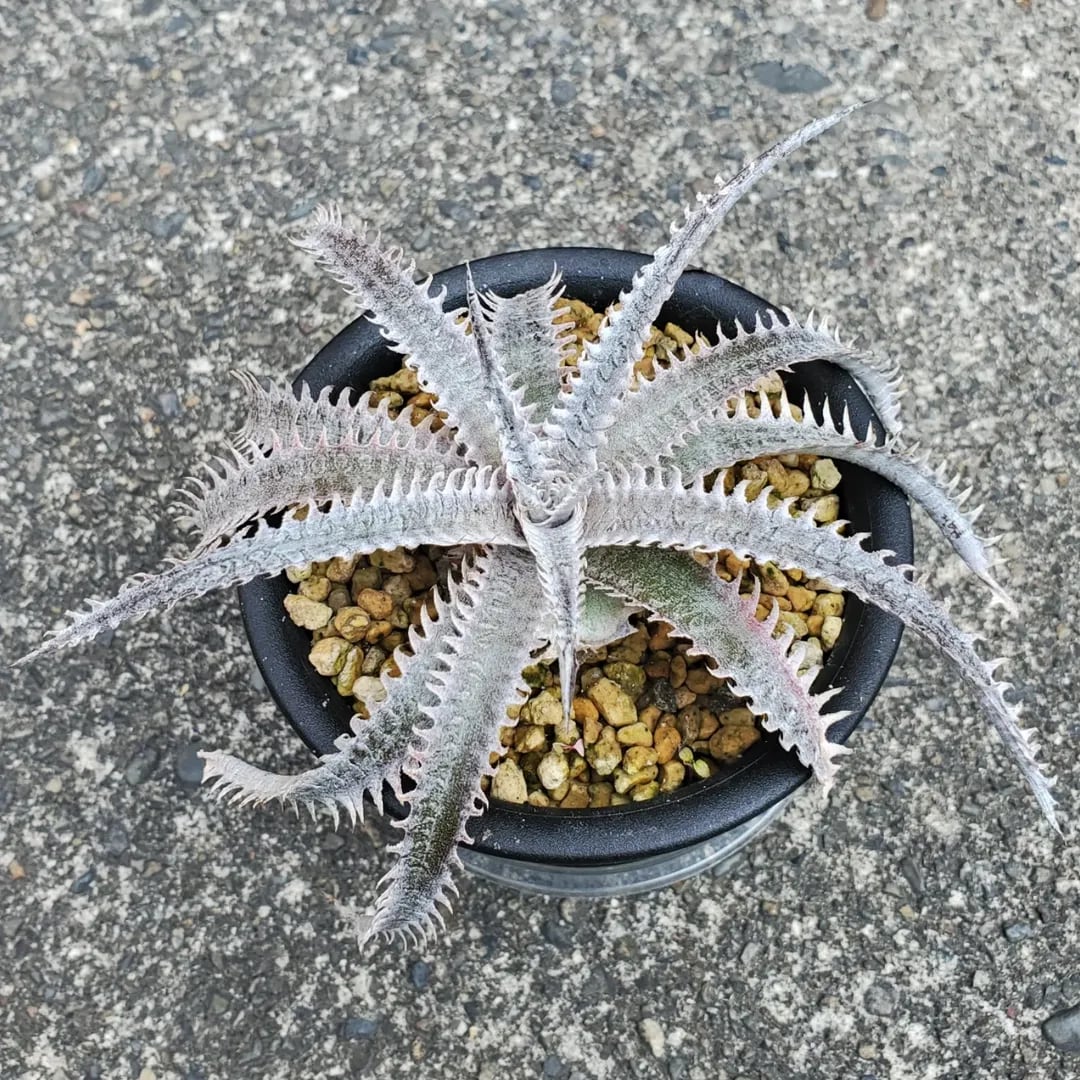 ハイブリッド系 | レアプランツ通販サイトPlants Maniax（プランツ