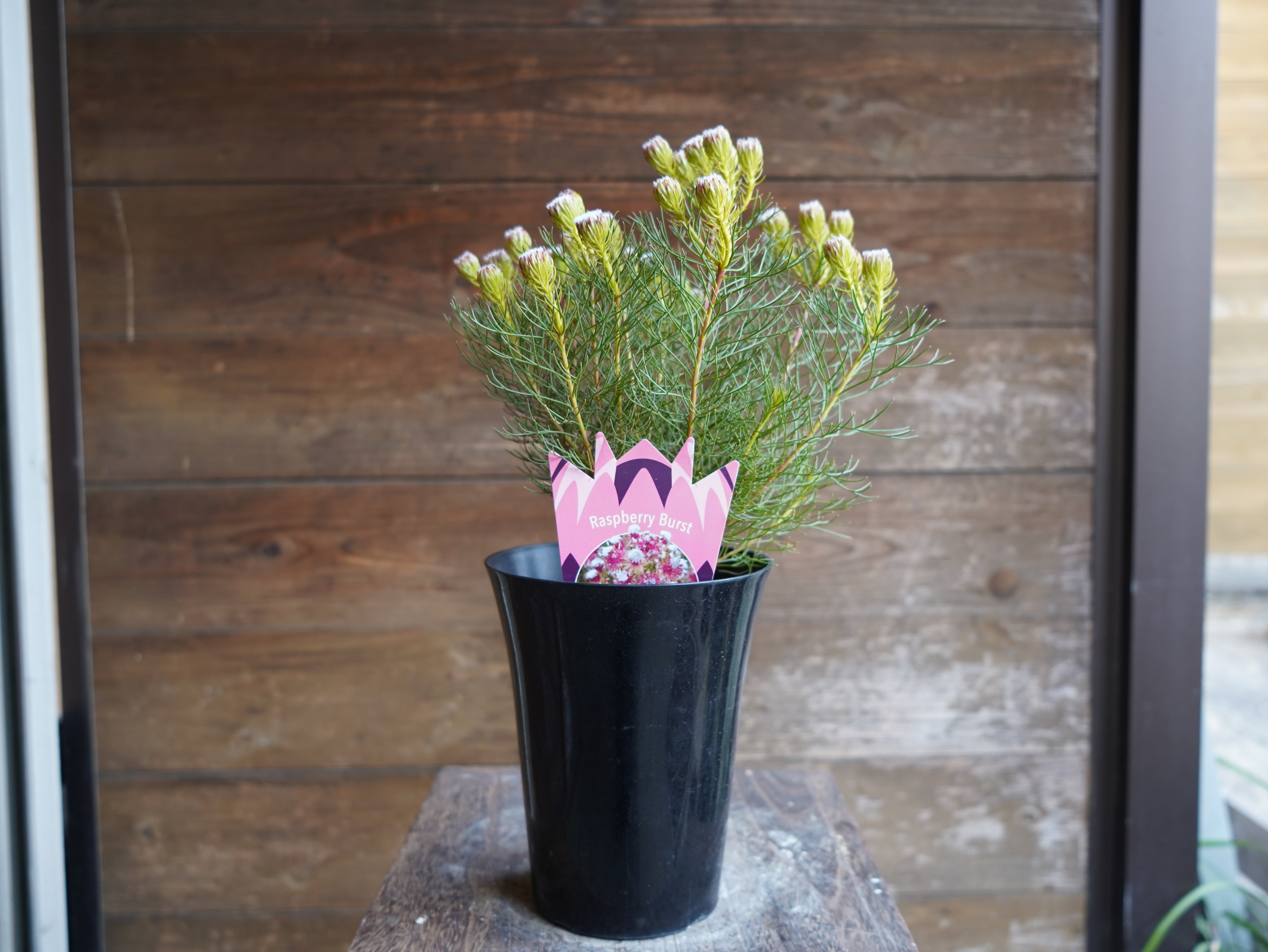 【現物】セルリア　”ラズベリーバースト”　A