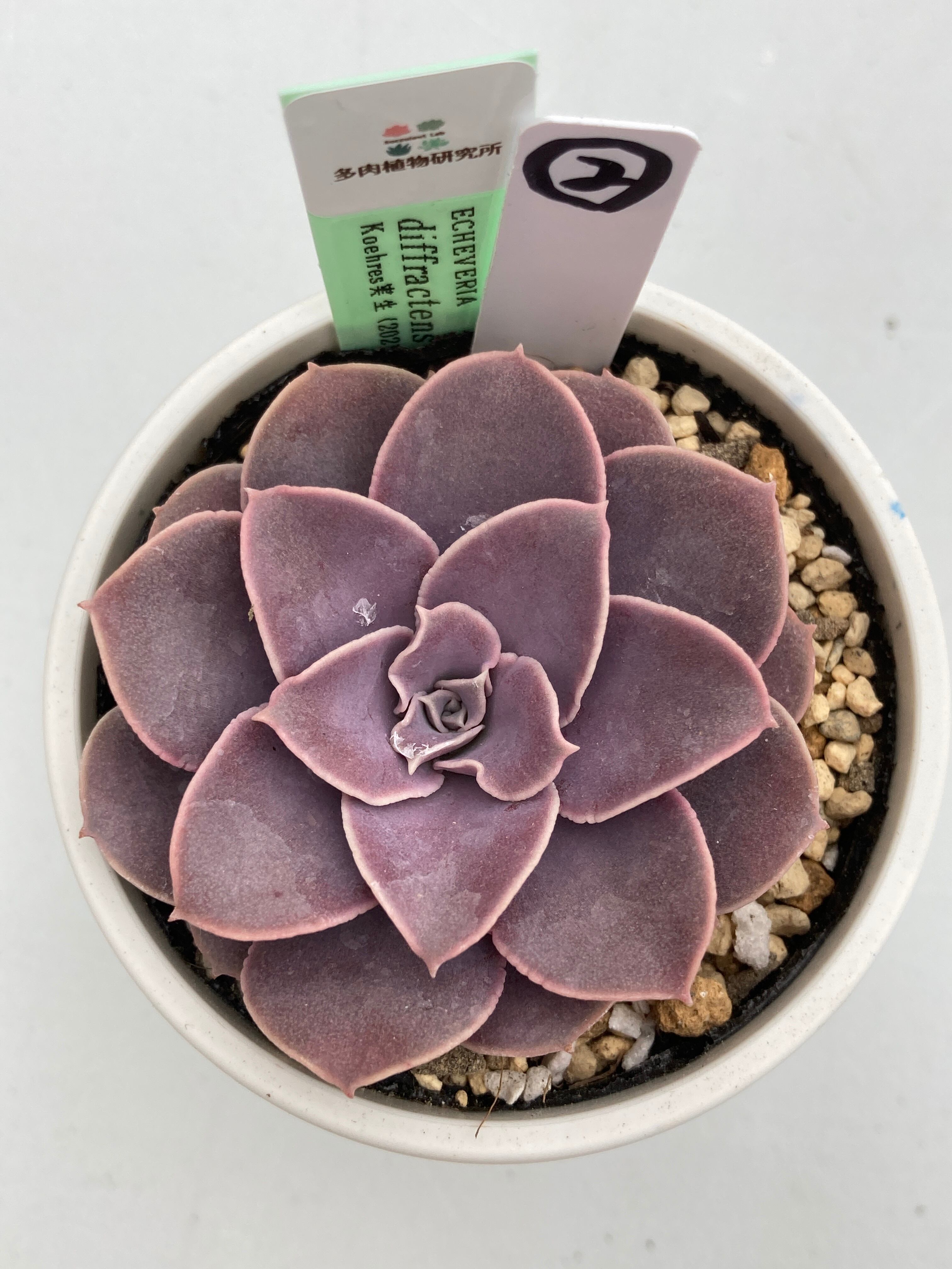 現物商品】ECHEVERIA diffractens Palma Sola ② 原種 実生苗 | 多肉