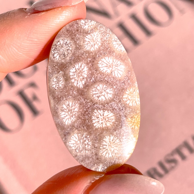 Fossile Coral Oval 1 ✧ フォッシルコーラル (化石珊瑚)
