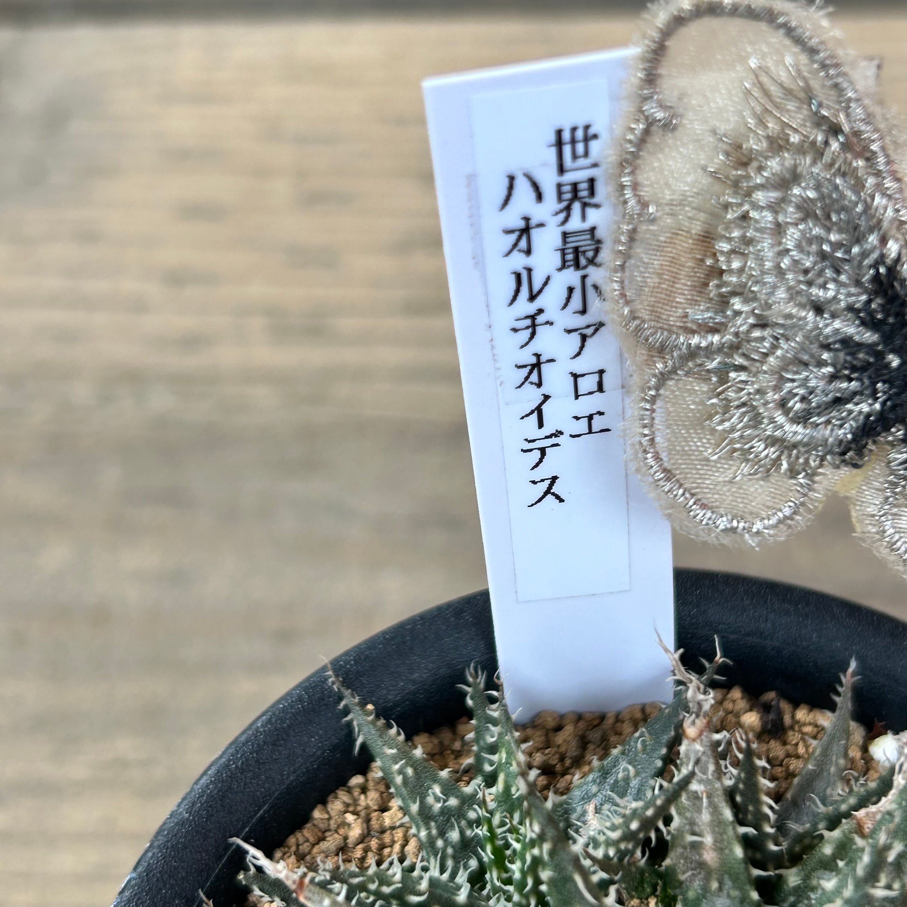 世界最小アロエ ハオルチオイデス | RuPo 多肉植物専門店