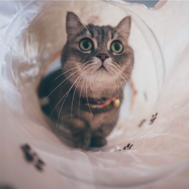 猫壱（necoichi） キャットトンネルスパイラル 木目柄