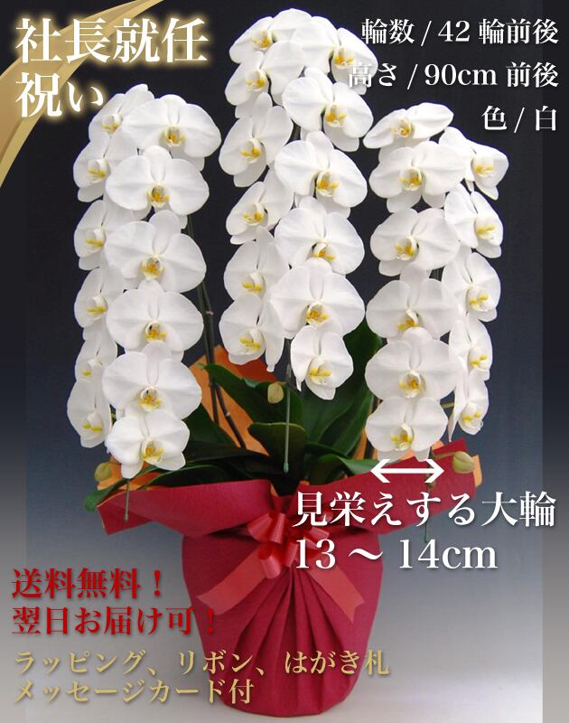 社長就任祝い 胡蝶蘭パック 木札付 ビジネス胡蝶蘭専門店 美花