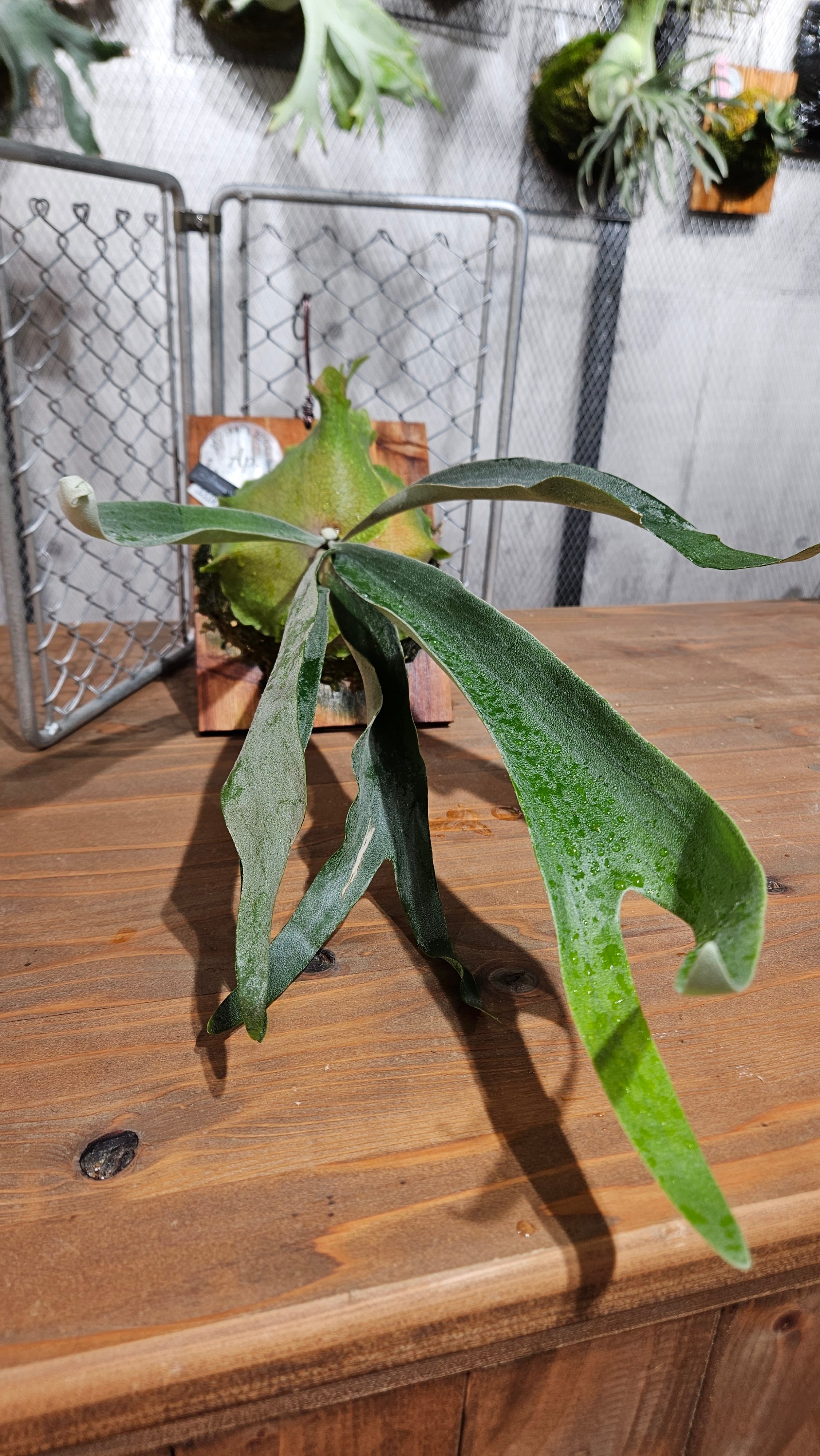 P.nang non ビカクシダ　ナンノン P.Nang Non 【artPLANTs/PLANTS GARAGE 】ビカクシダ/Platycerium
