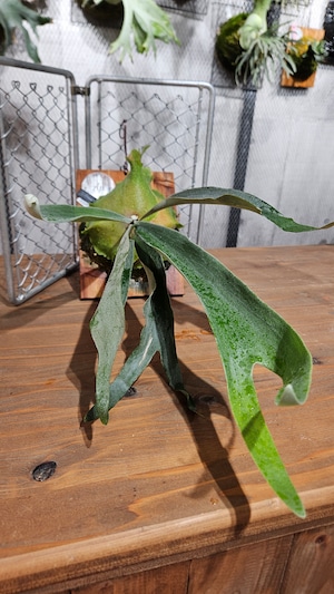 P.Nang Non  【artPLANTs/PLANTS GARAGE 】ビカクシダ/Platycerium