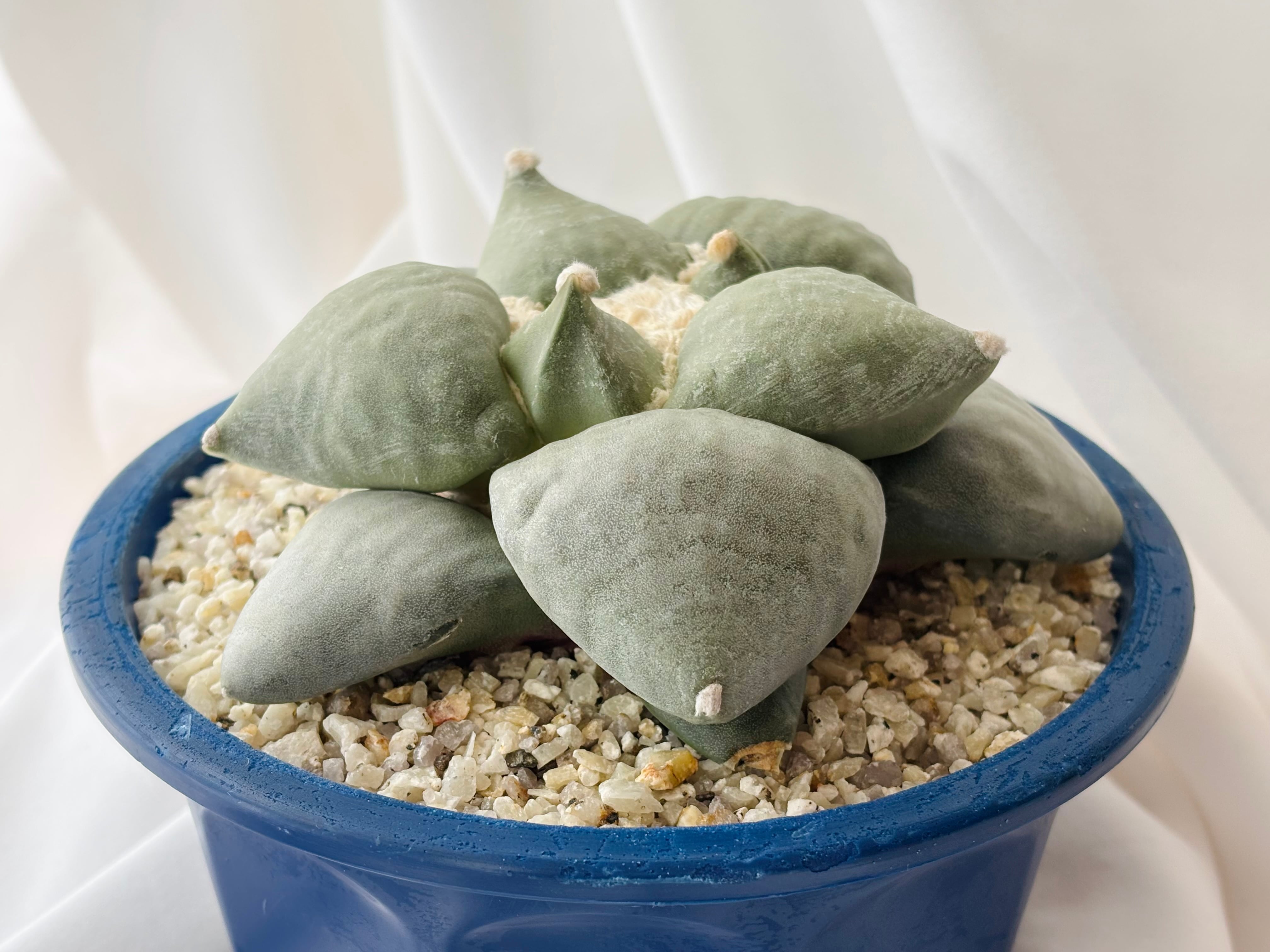 サボテン アリオカルプス 大疣青磁牡丹 Ariocarpus furfuraceus f. アリオカルプス 大疣青磁牡丹 サボテン
