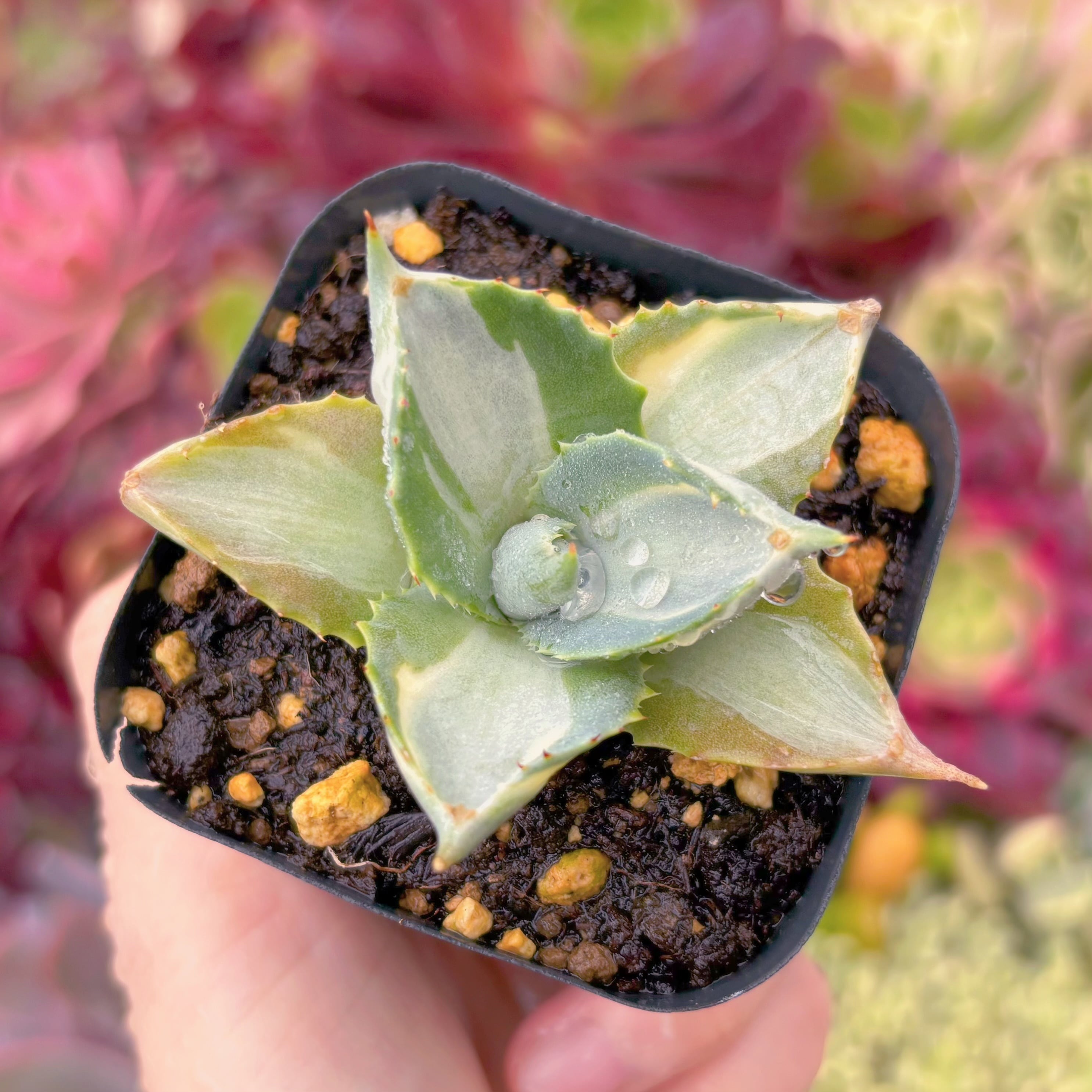 現品　王妃雷神錦#535   古株　るる農園