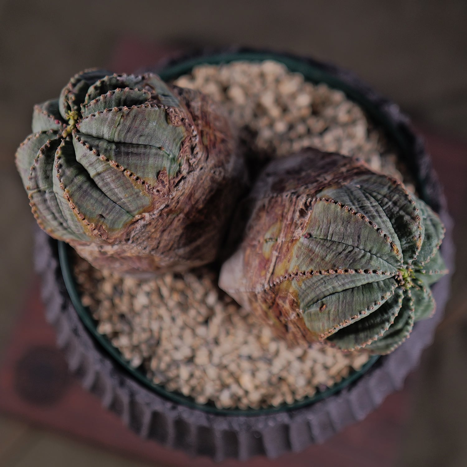 オス株【超厳選株】超大株 最大幅 約14.3cm ダブルヘッド ラギット