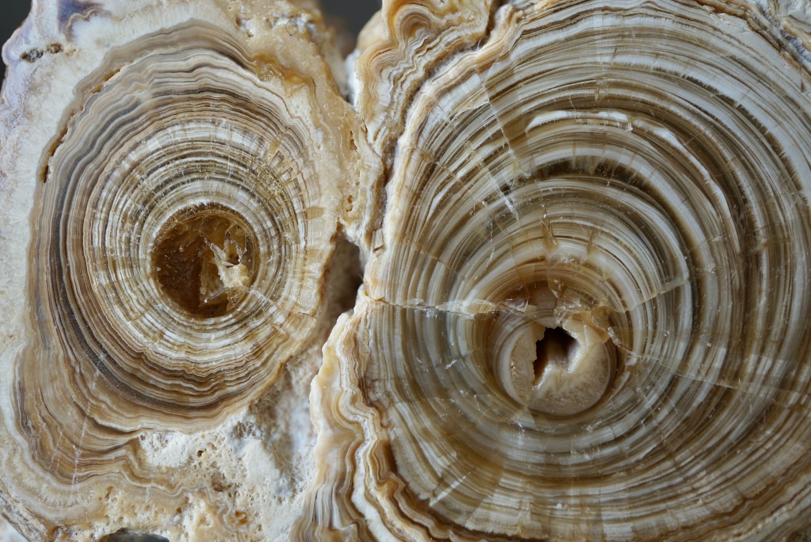 モロッコ産カルサイト/アラゴナイト Calcite / Aragonite 1861 | 叙景