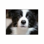 ファブリックパネル「ボーダーコリー/ イリー 001」六つ切り