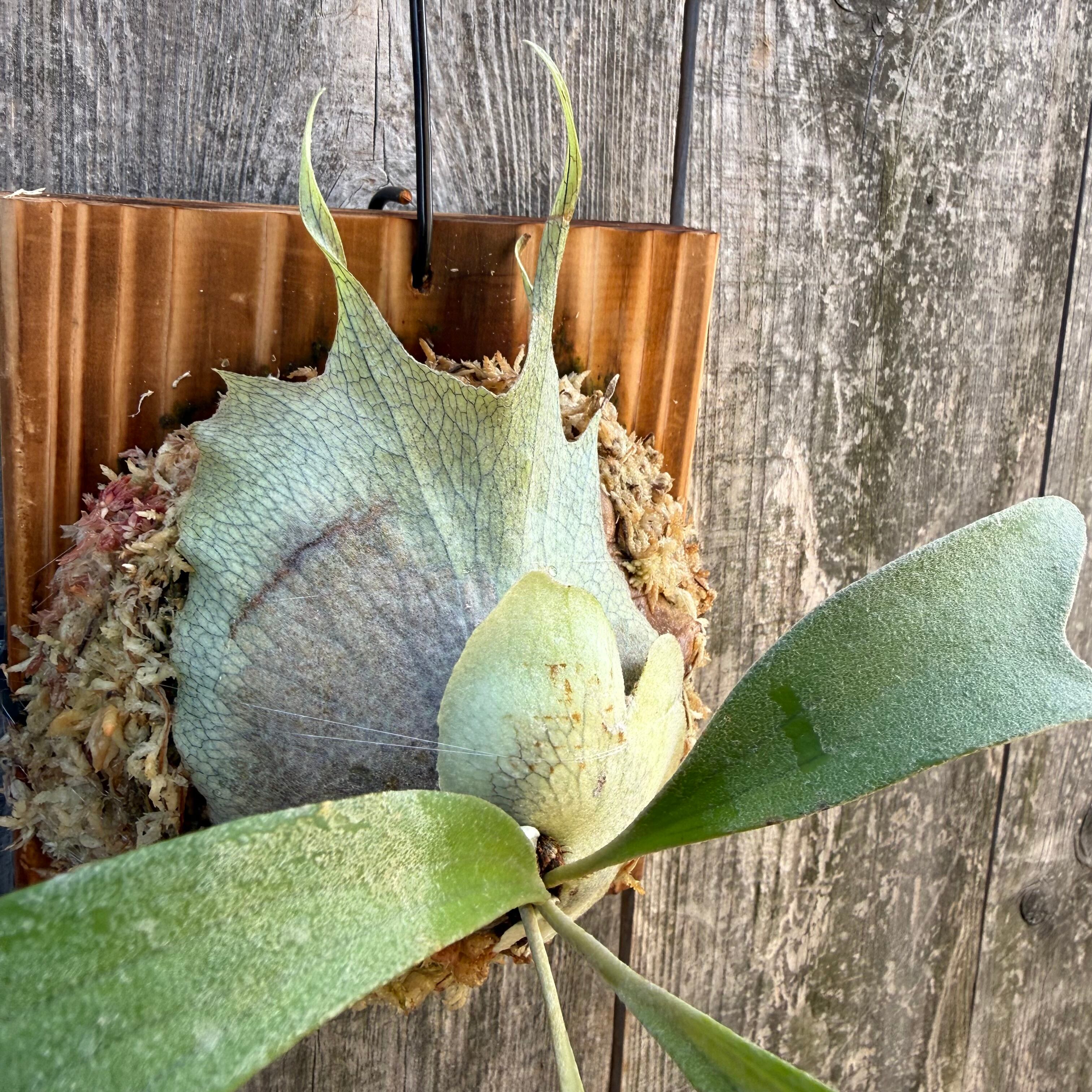 P. Rydeen spore | naturefix