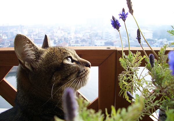 猫 ポストカード The Cat who....レースラベンダー 10x14.8センチ(cm)官製はがきサイズ 猫写真 はがき ねこ葉書 ネコハガキ Postcard アイとちび アイシス