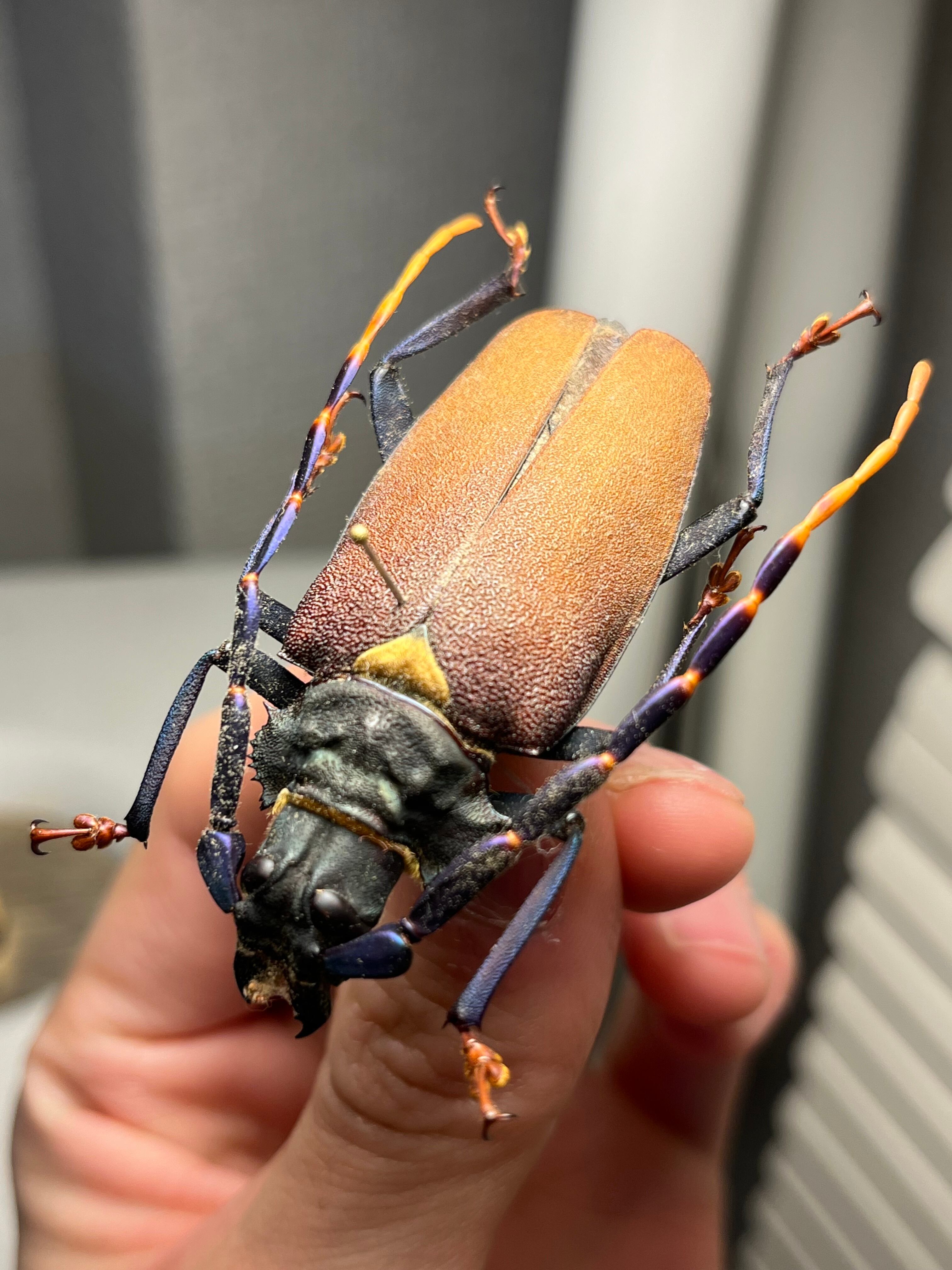 53mm】ルリヒゲノコギリカミキリ 標本ナンベイオオタガメ ハナムグリ