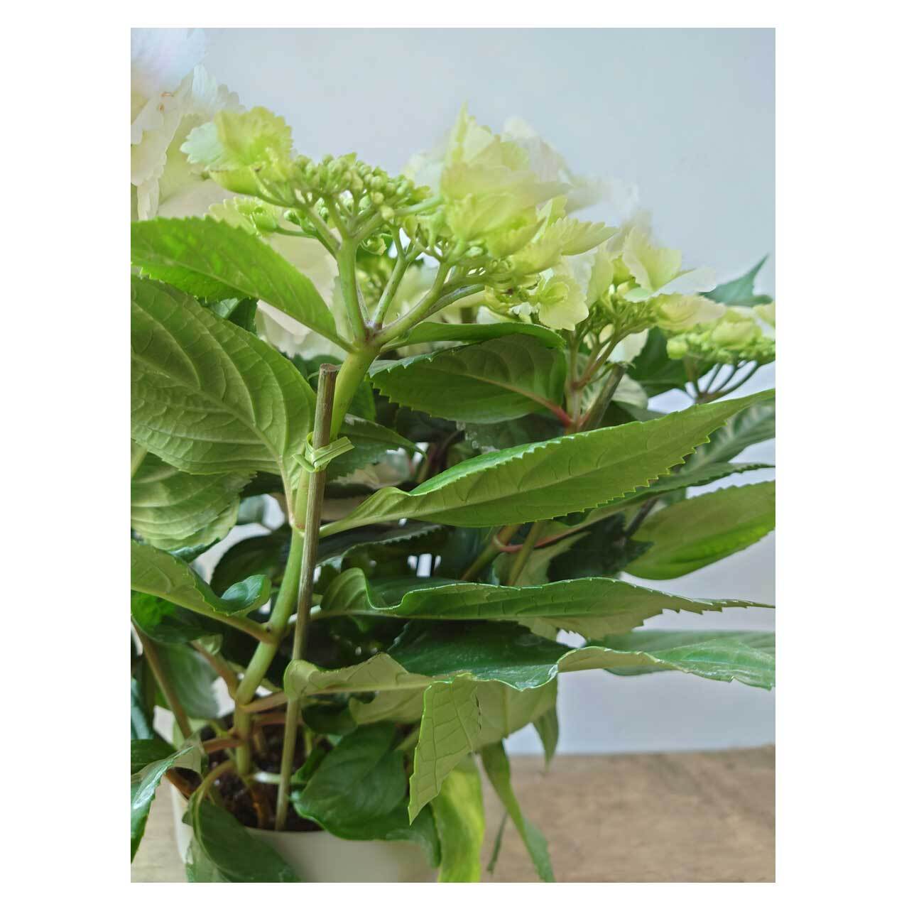 Hydrangea 'HaruHaru' | Seeding