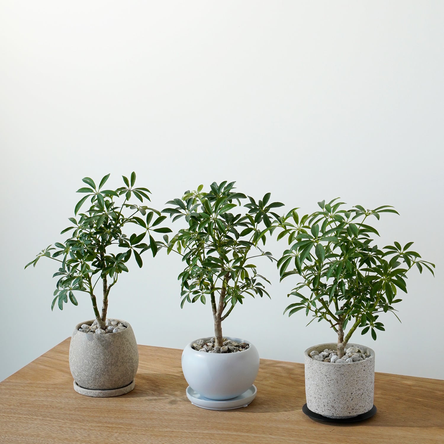 シェフレラ ホンコンコンパクタ | AYANAS（アヤナス）｜観葉植物の