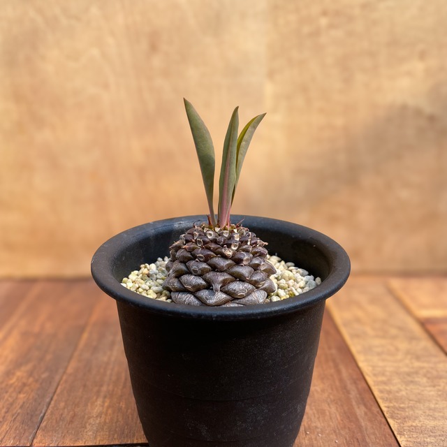 Euphorbia bupleurifolia【ユーフォルビア・鉄甲丸】