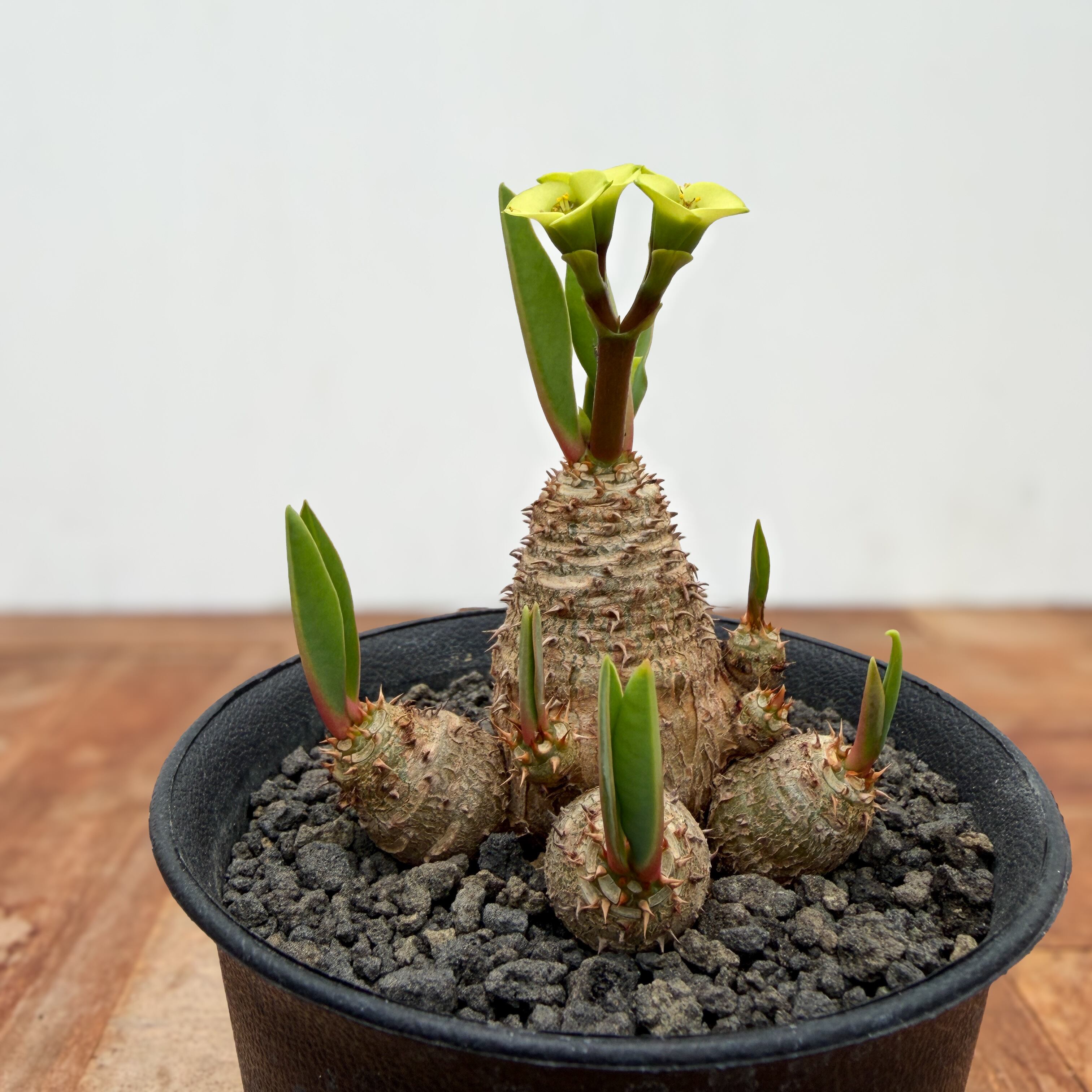 ユーフォルビア アウレオビリディフォリア 多頭 isla del pescado - Euphorbia aureoviridiflora-ユーフォルビア
