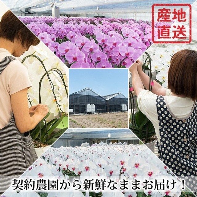 大輪胡蝶蘭 8本立ち 80輪以上 産地直送
