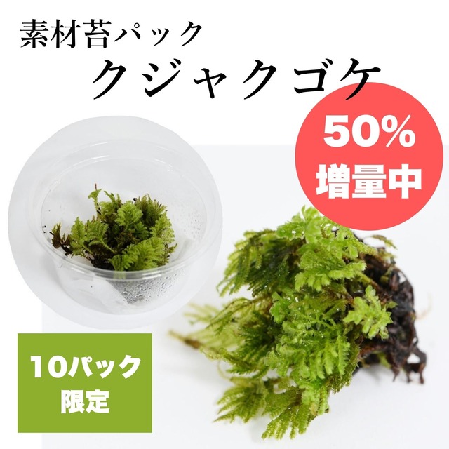 【10パック限定！50％増量中】クジャクゴケ　苔テラリウム作製用素材苔