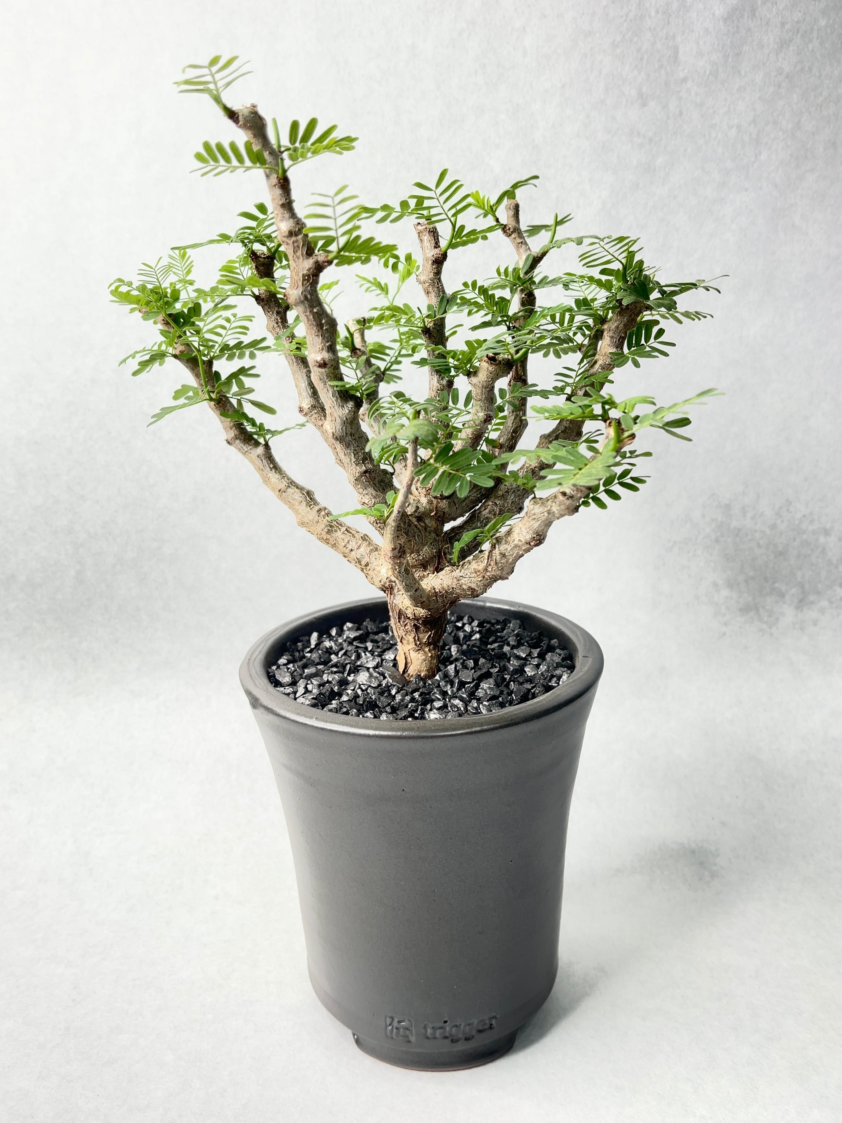 センナ・メリディオナリス | trigger