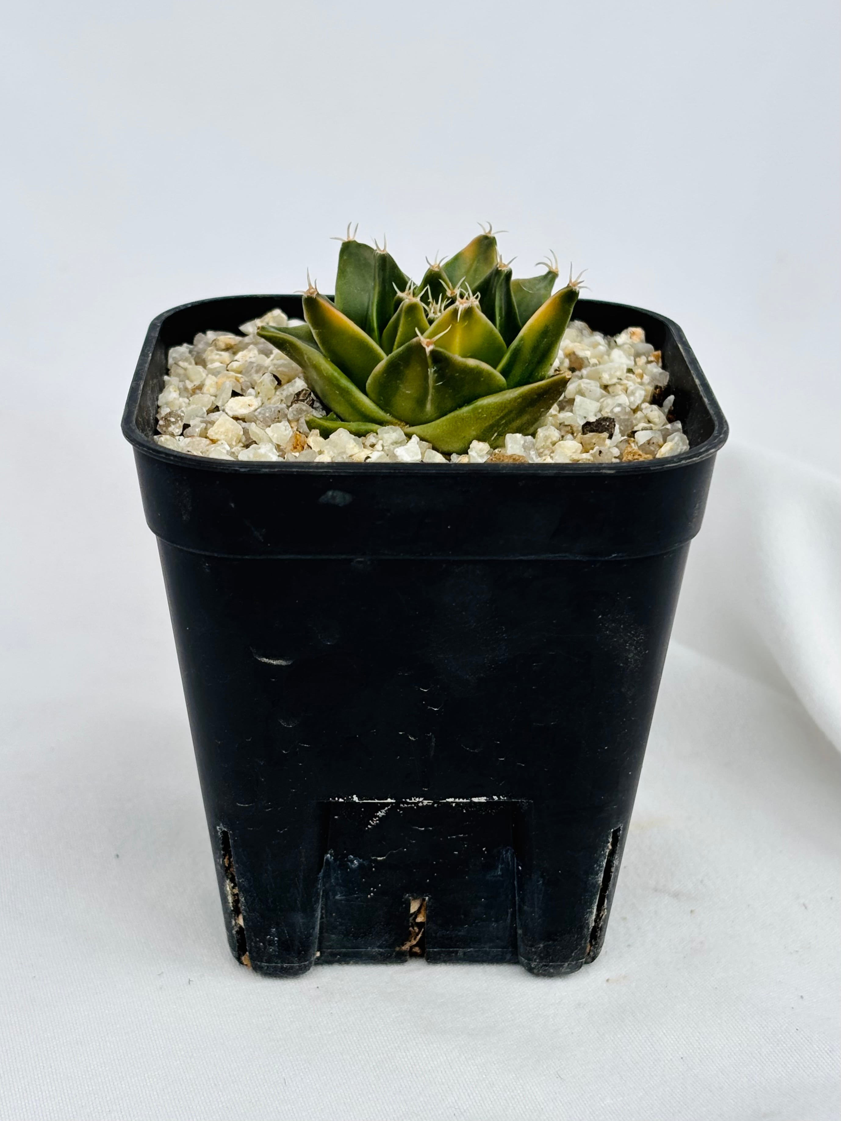 Obregonia denegrii オブレゴニア 帝冠錦 サボテン | plants MARU