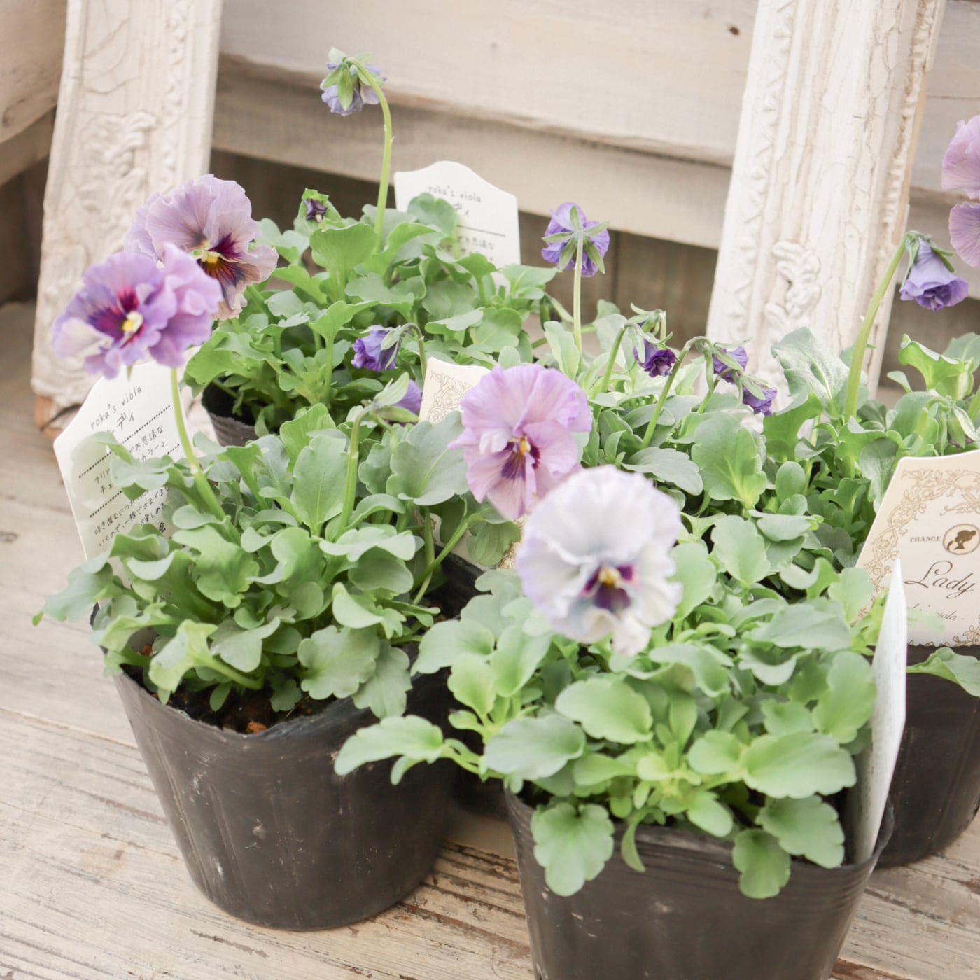 ビオラ『レディ』｜透け感のある花色が美しい 希少な育種ビオラ（残り