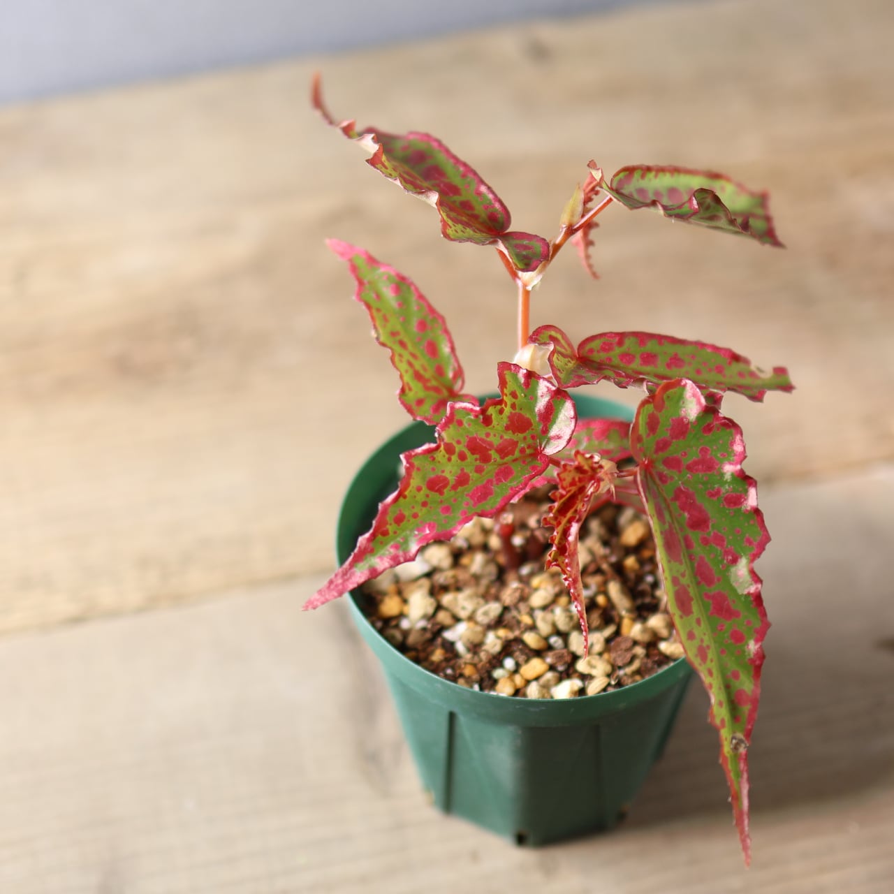 392 斑点と個性が踊る、唯一無二のハイブリッドベゴニア『ベゴニア