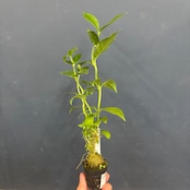 ヒドノフィツム Hydnophytum spec. (round caudex)【857】