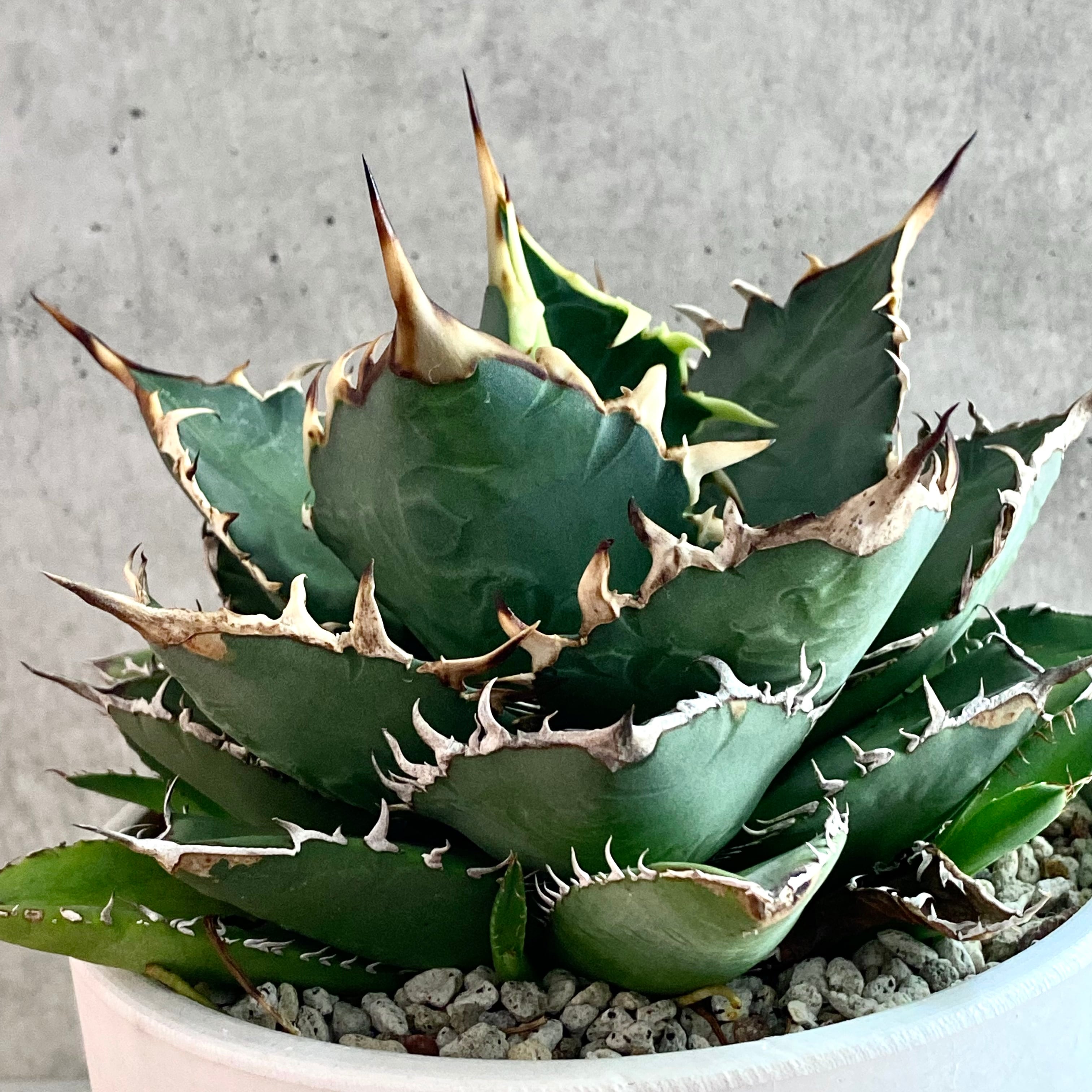 agave titanota fo 076/アガベ チタノタ fo 076 【観葉植物 】【多肉 ...