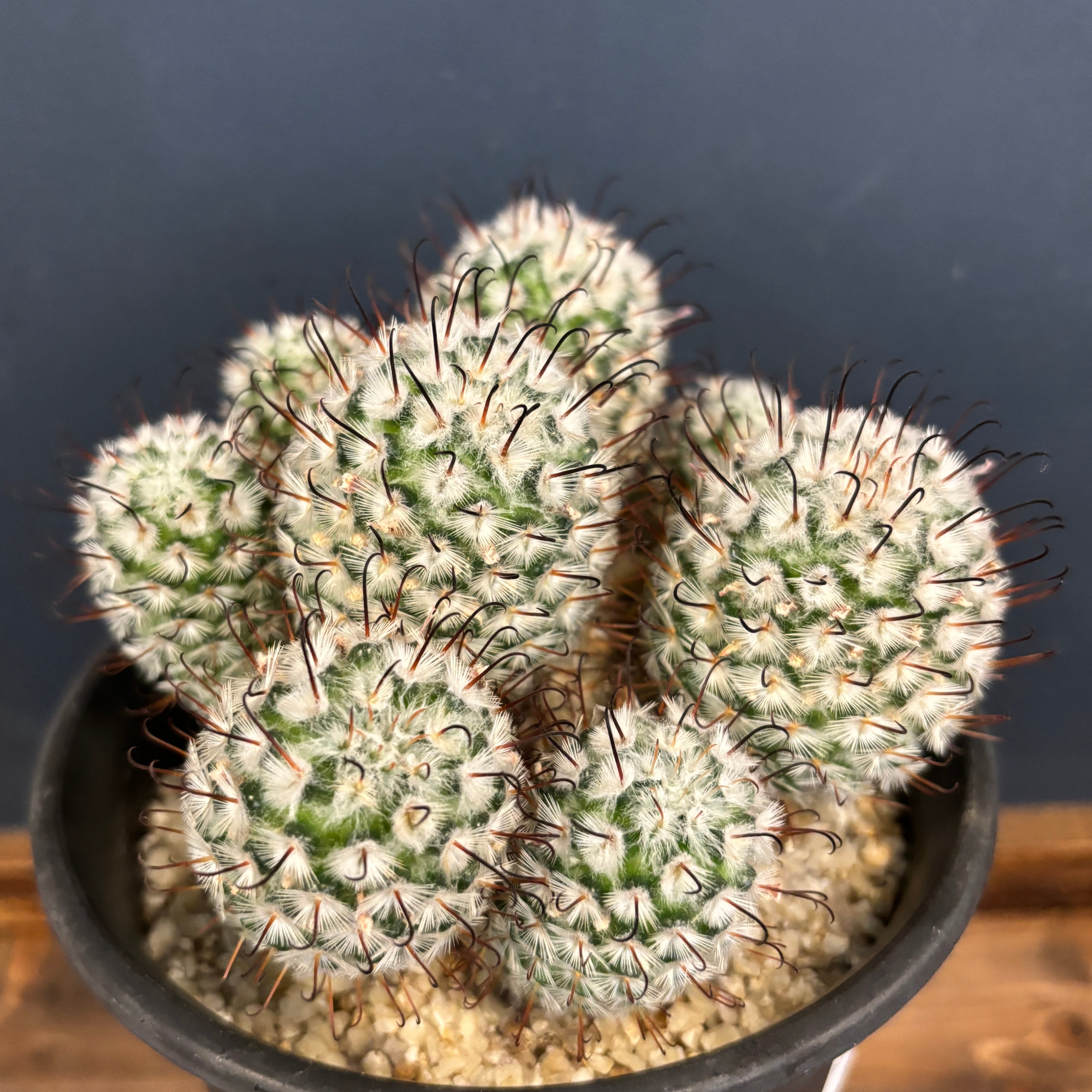 マミラリア ペレスデラロサエ 群生【764】 | PROTOLEAF プロトリーフ