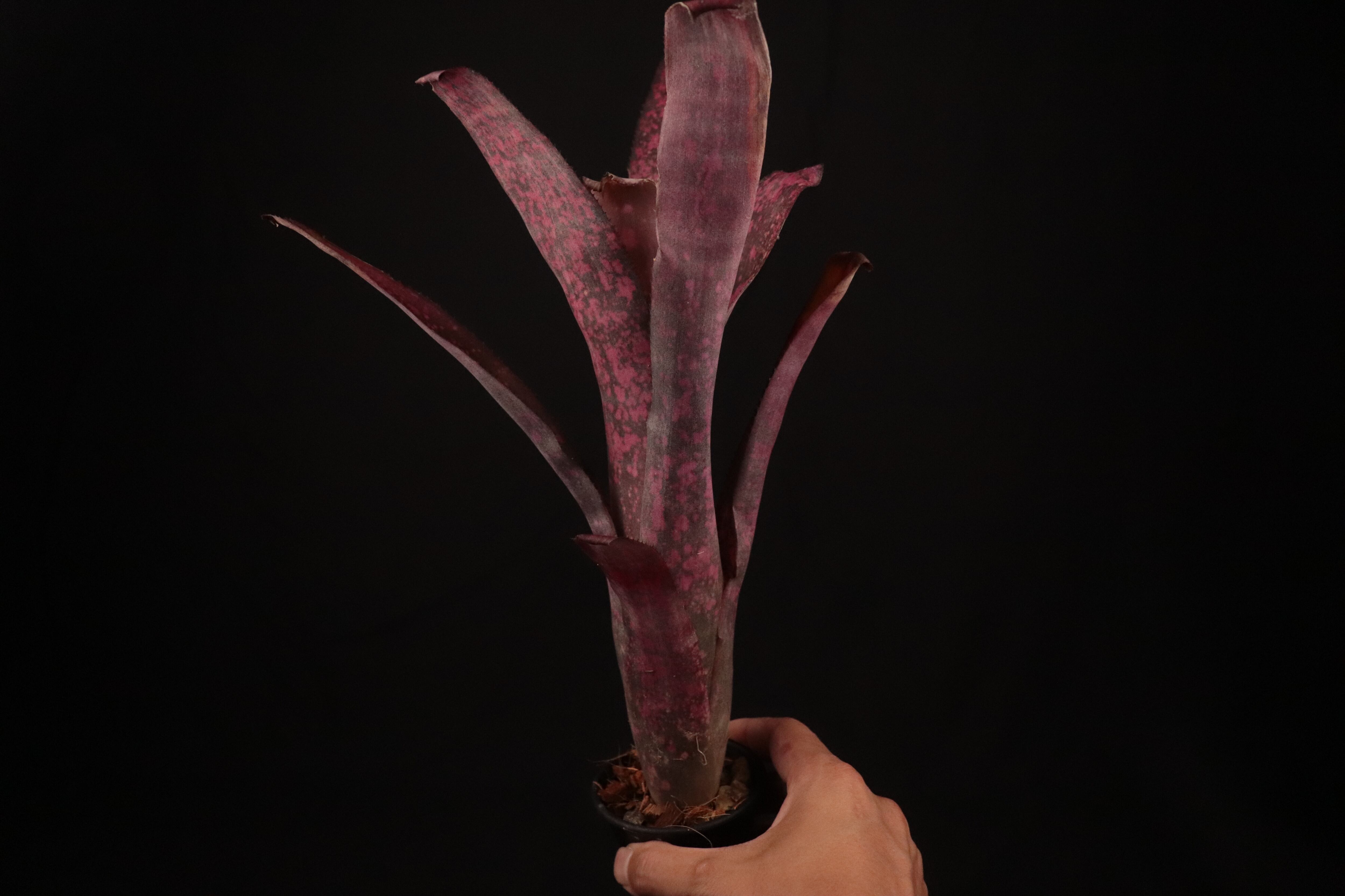 reserved】Billbergia 'Afterglow'〔ビルベルギア〕現品発送B0132