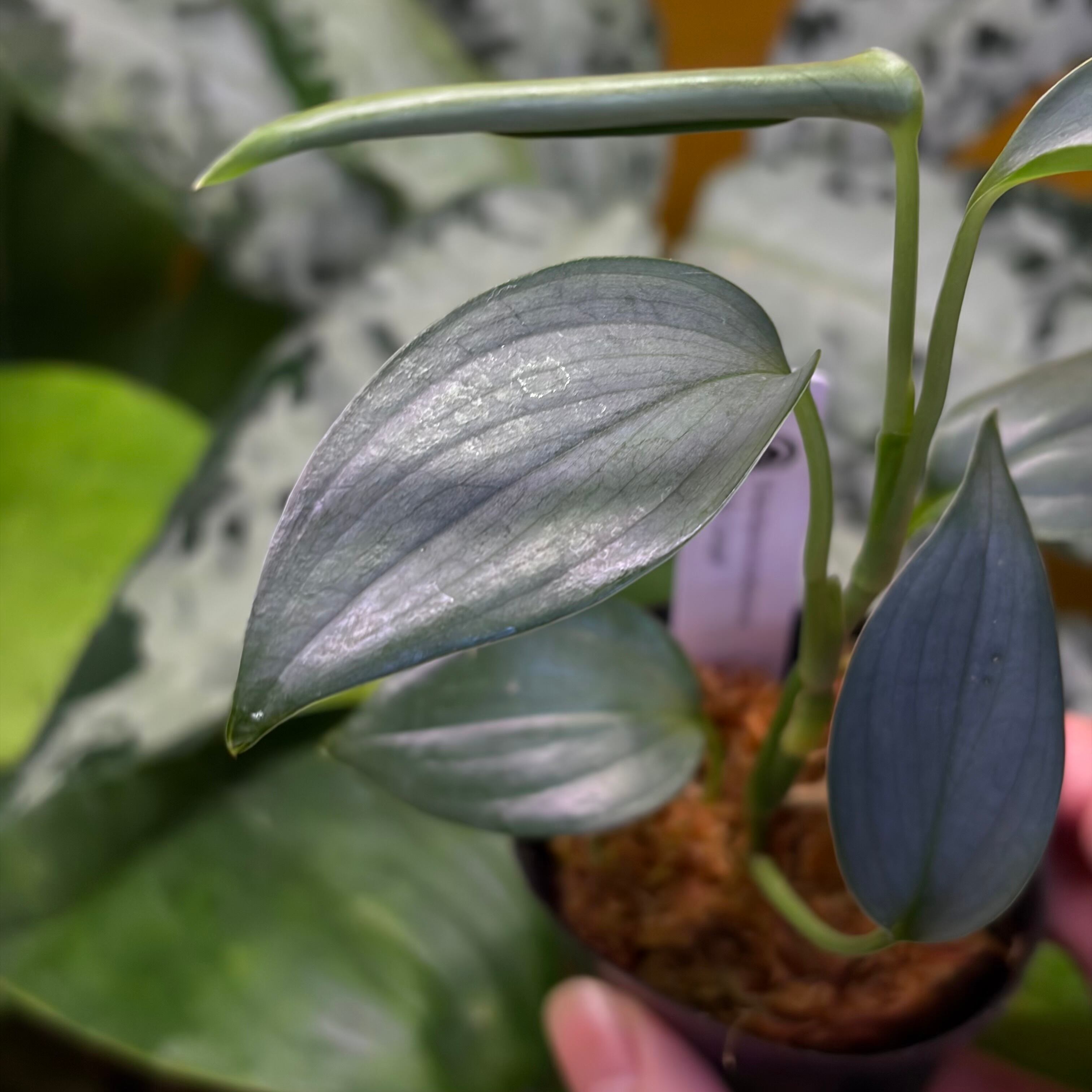 Homalomena sp. 花緑青 Tapanuli Selatan 【ZOE1025-4p】 銀葉個体