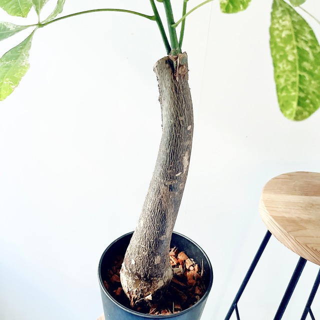 《希少》パキラ・ミルキーウェイ アートストーンポット 観葉植物 calm cafe