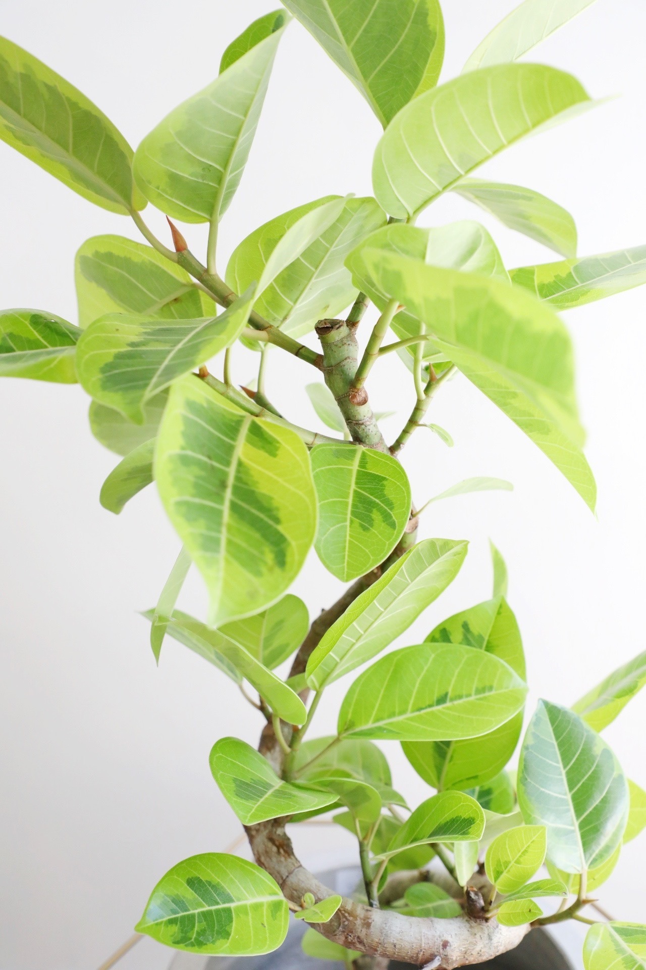 【L】フィカス アルテシマ/Ficus Altissima