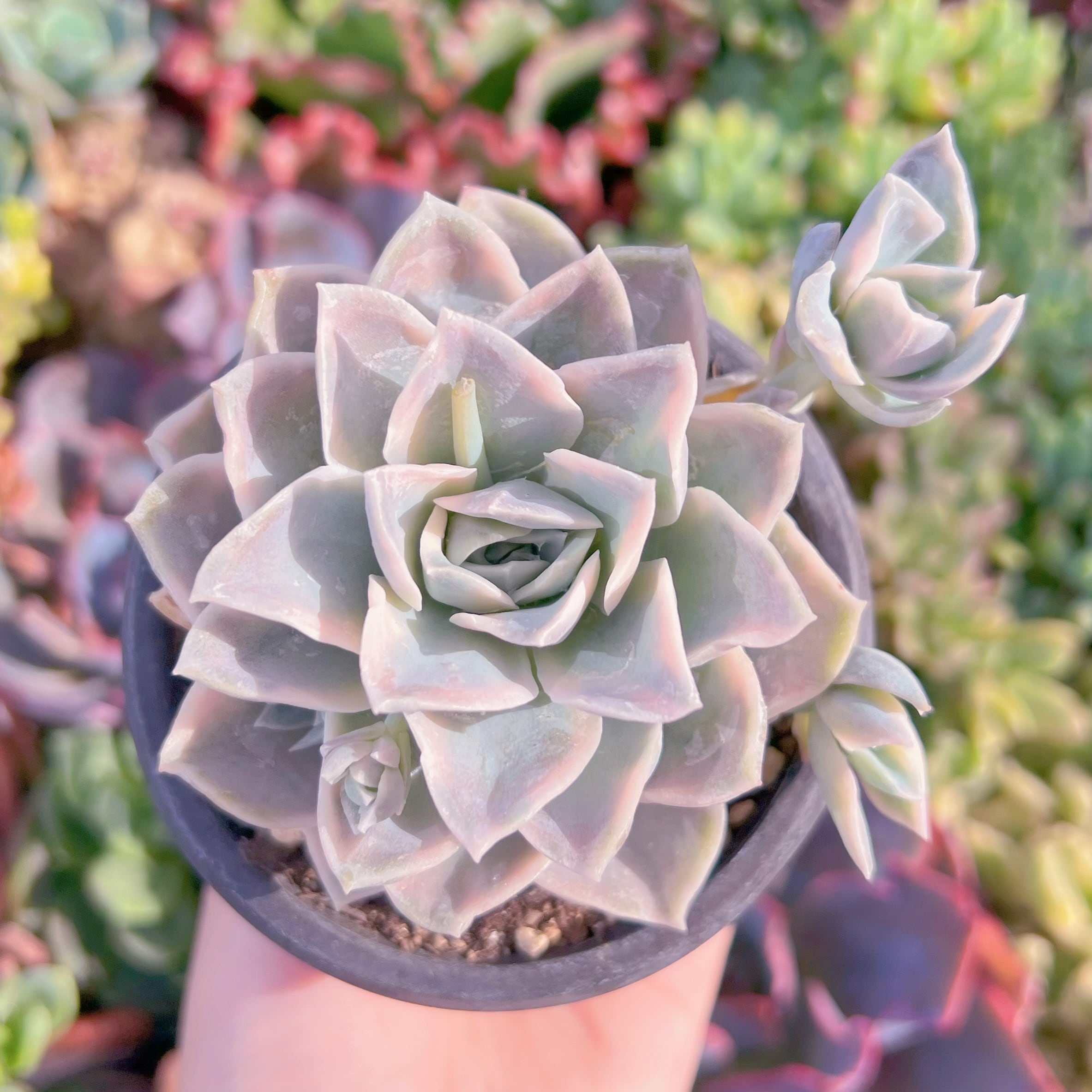 現品　ラブリーローズx白牡丹錦#F095　るる農園