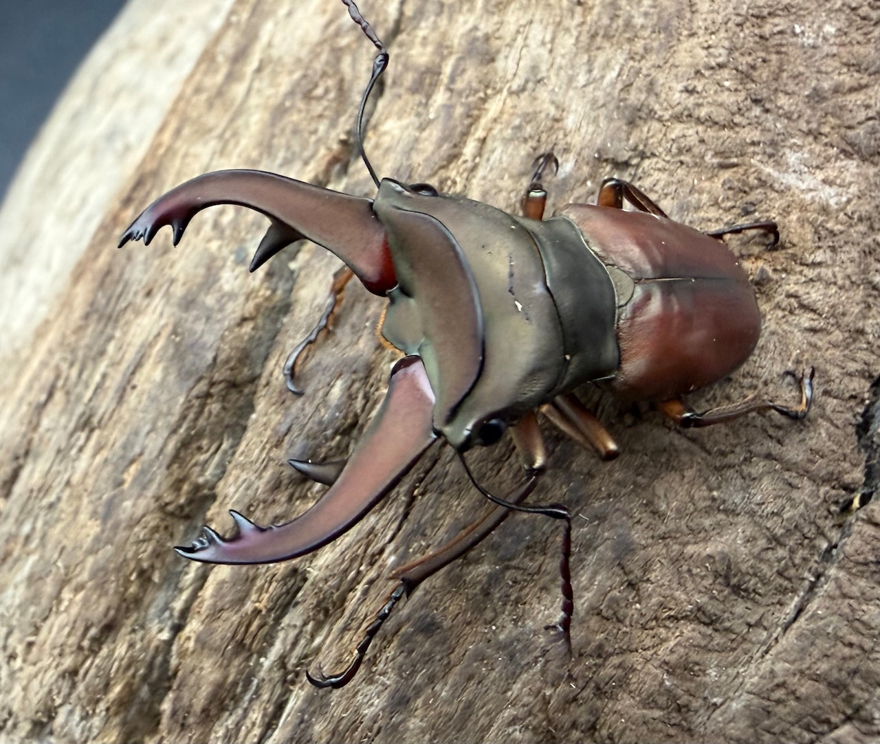【WF7】《カウピホソアカクワガタ 37mm ♂♀♀トリオ》わたくわ氏ブリード個体