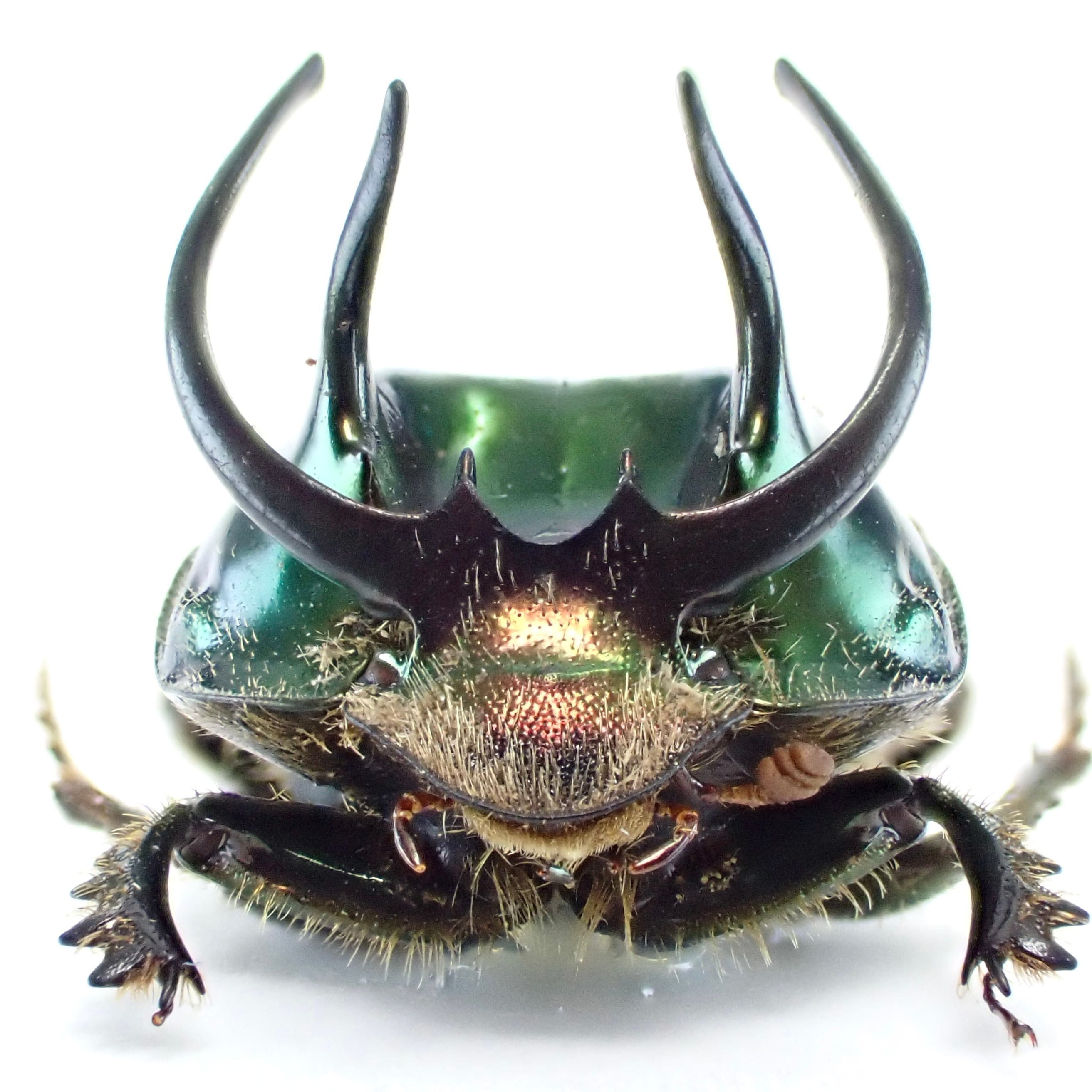 タンザニア産 Proagoderus palestrinii ♂♀ 15mm/15mm | 昆虫 タンザニア産 Proagoderus palestrinii ♂♀ 15mm/15mm | 昆虫