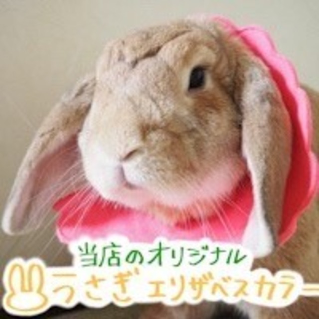 介護用品 Chou Chou シュシュ うさぎ用品
