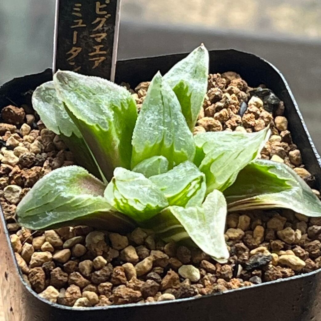 ハオルチア ピグマエアミュータント実生 特異株 | mocono_plants