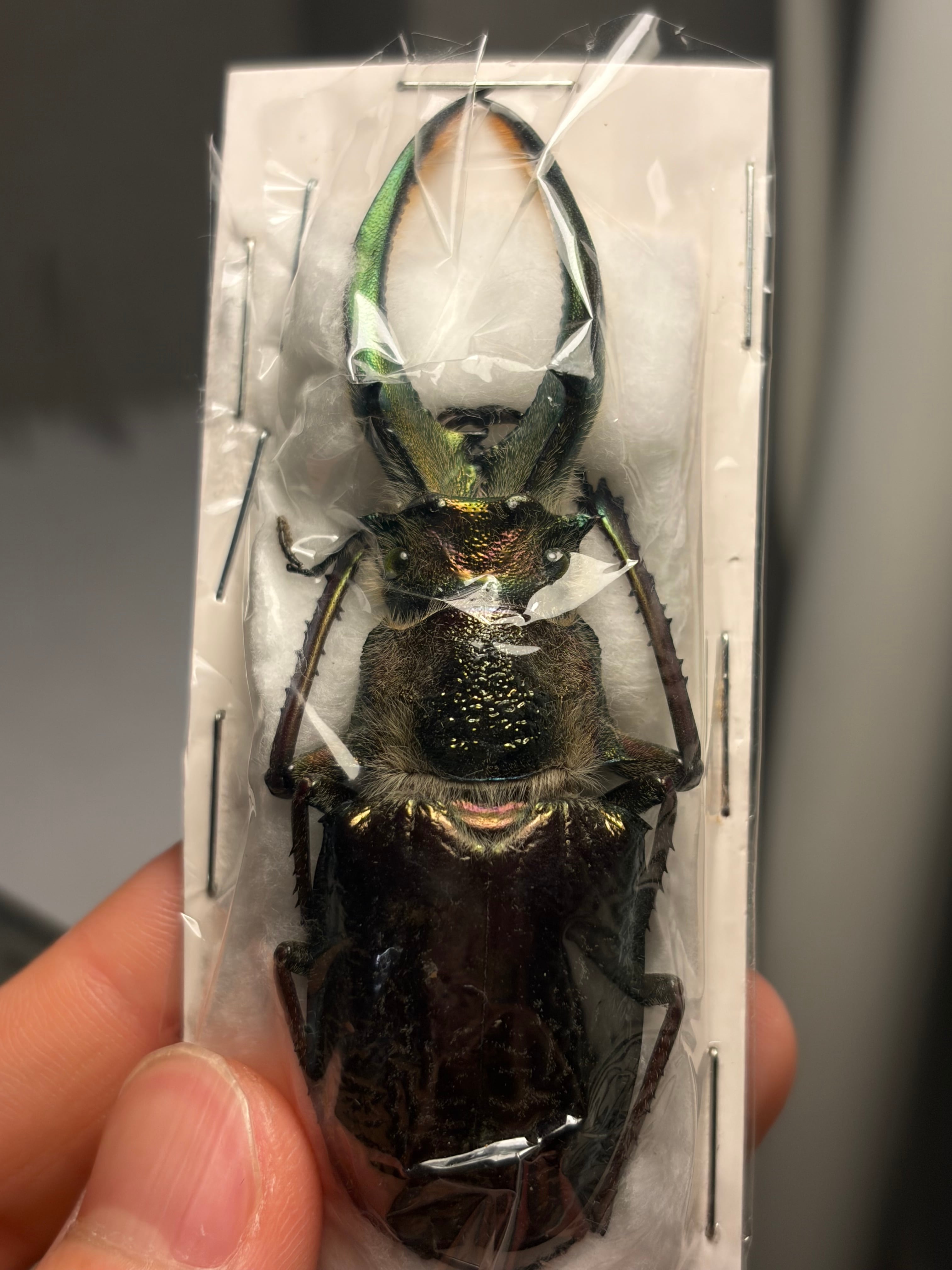顎青緑69mm】ギガンテウスシワバネクワガタ 昆虫標本 ニジイロクワガタ