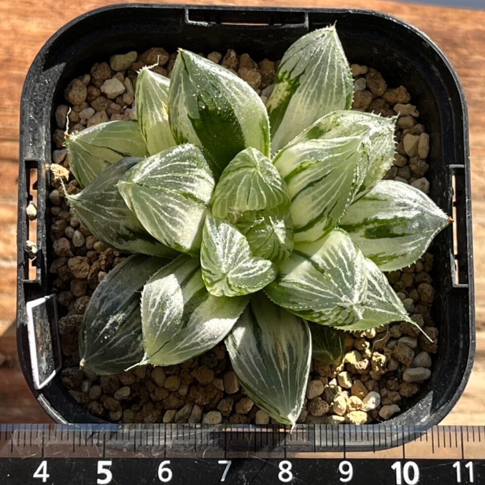 ハオルチア 三仙寿錦 ハオルチア 三仙寿錦 | mocono_plants