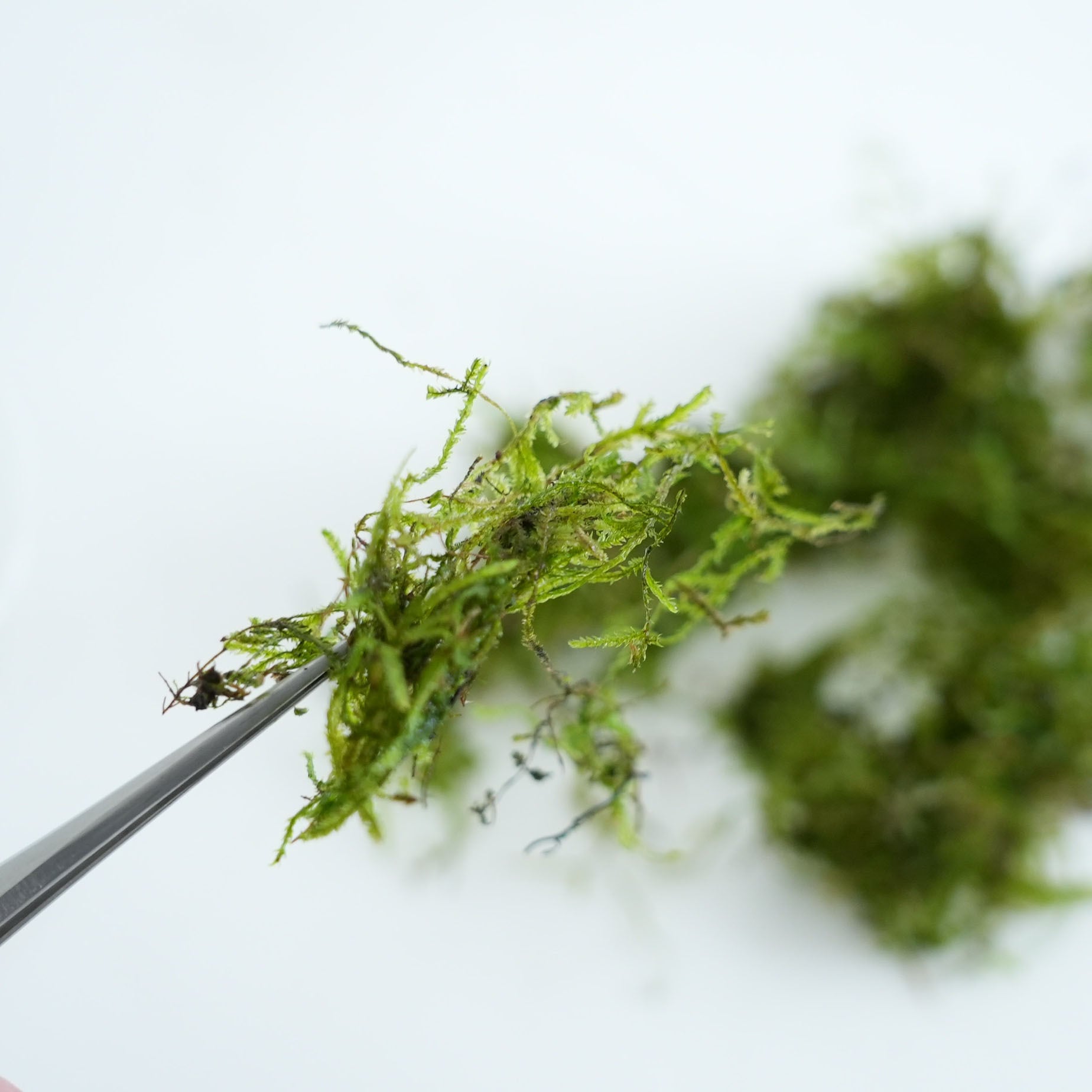 ウィローモス｜苔テラリウム作製用素材◇アクアテラリウムの必需品